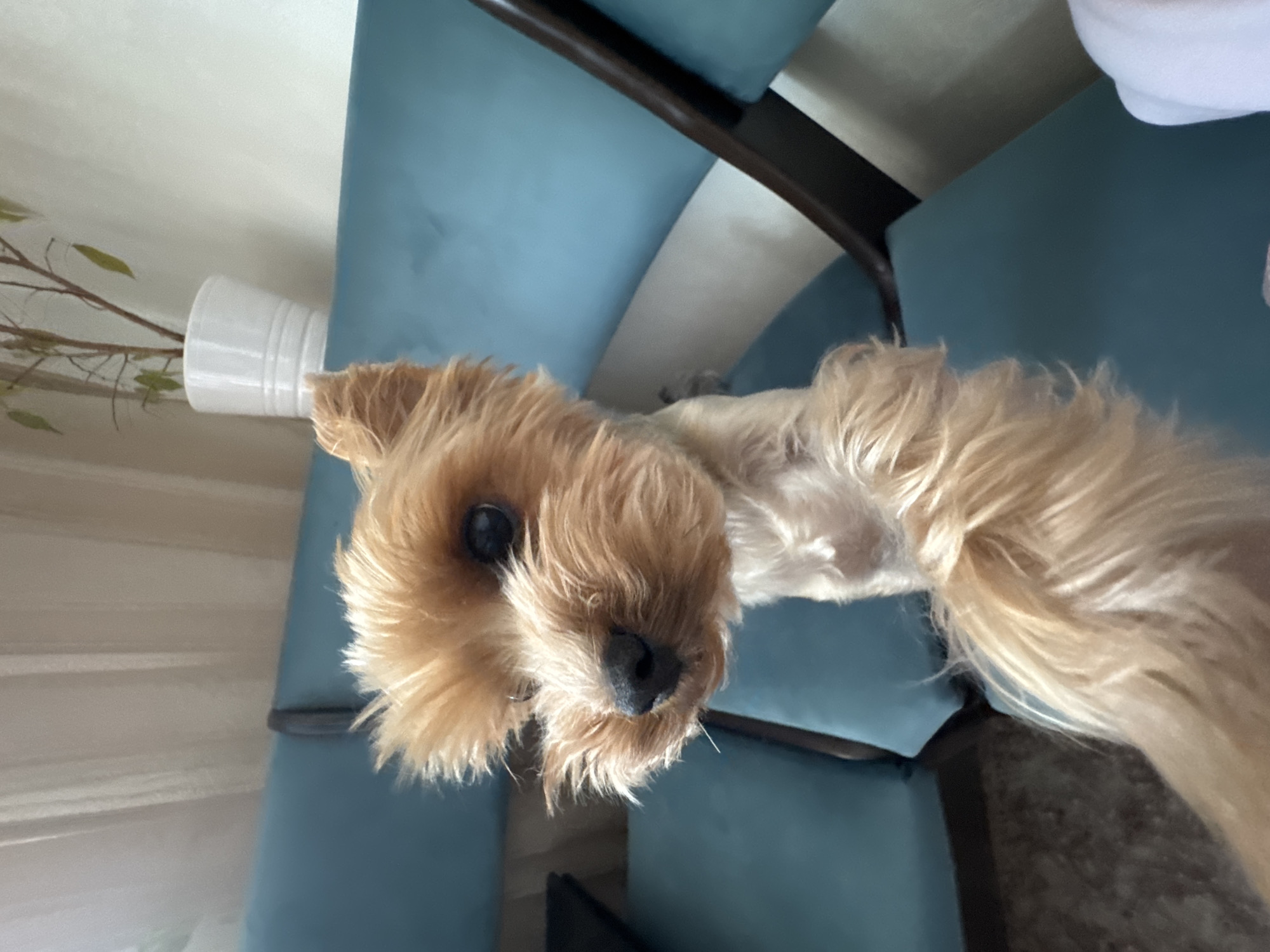 Yorkshire Terrier at home, Ufa residential neighborhood nearby