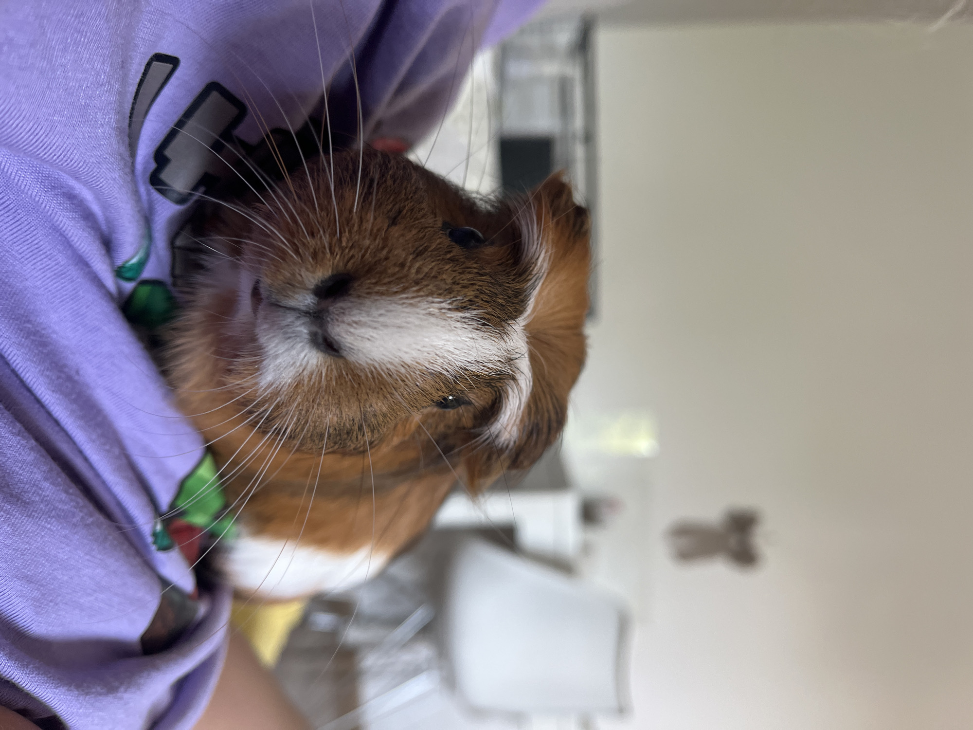 Guinea pig, snacks, and a 'Collective memory' sign make a morning