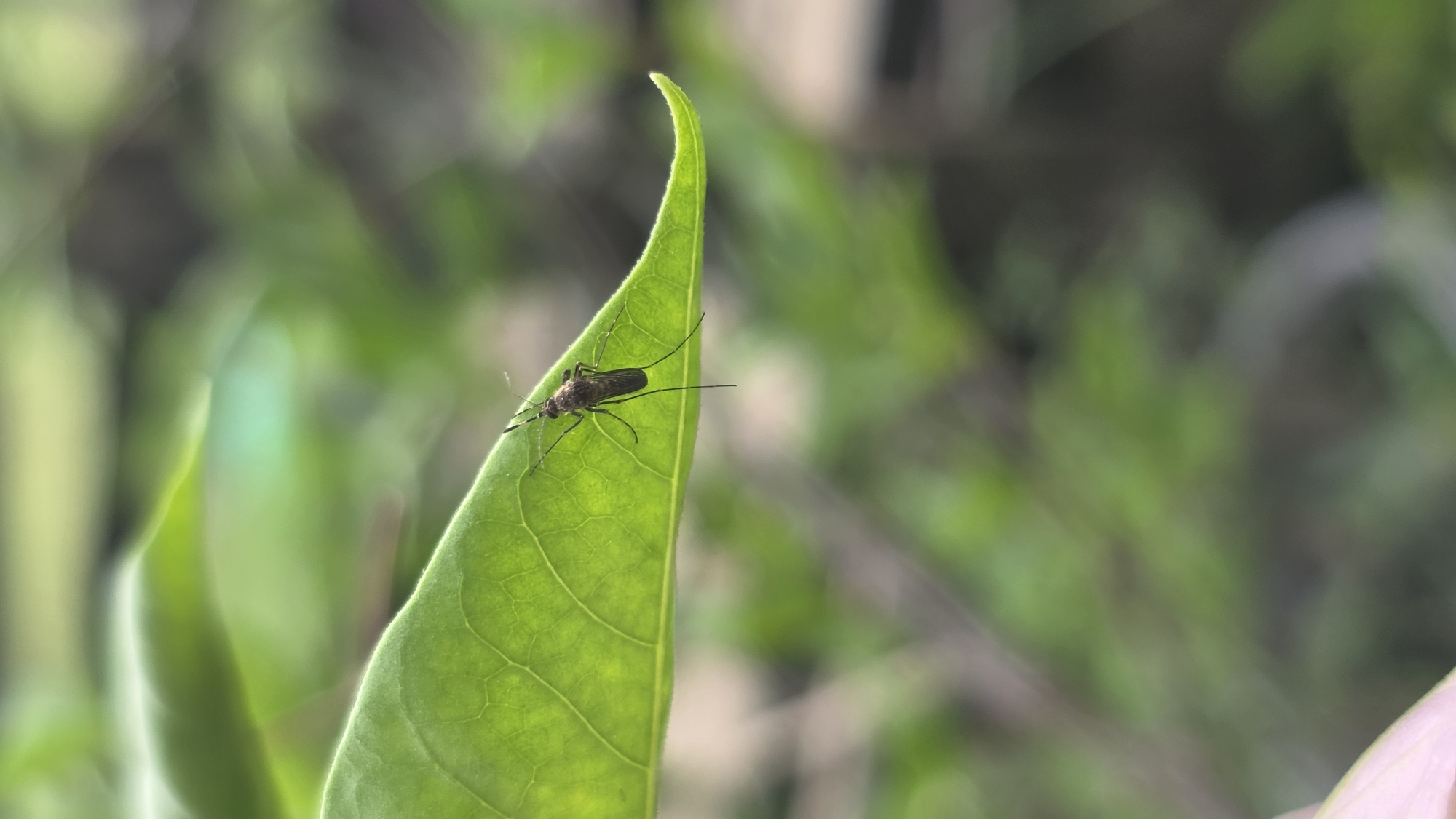 Morning garden photography session documents everyday life in Lhokseumawe