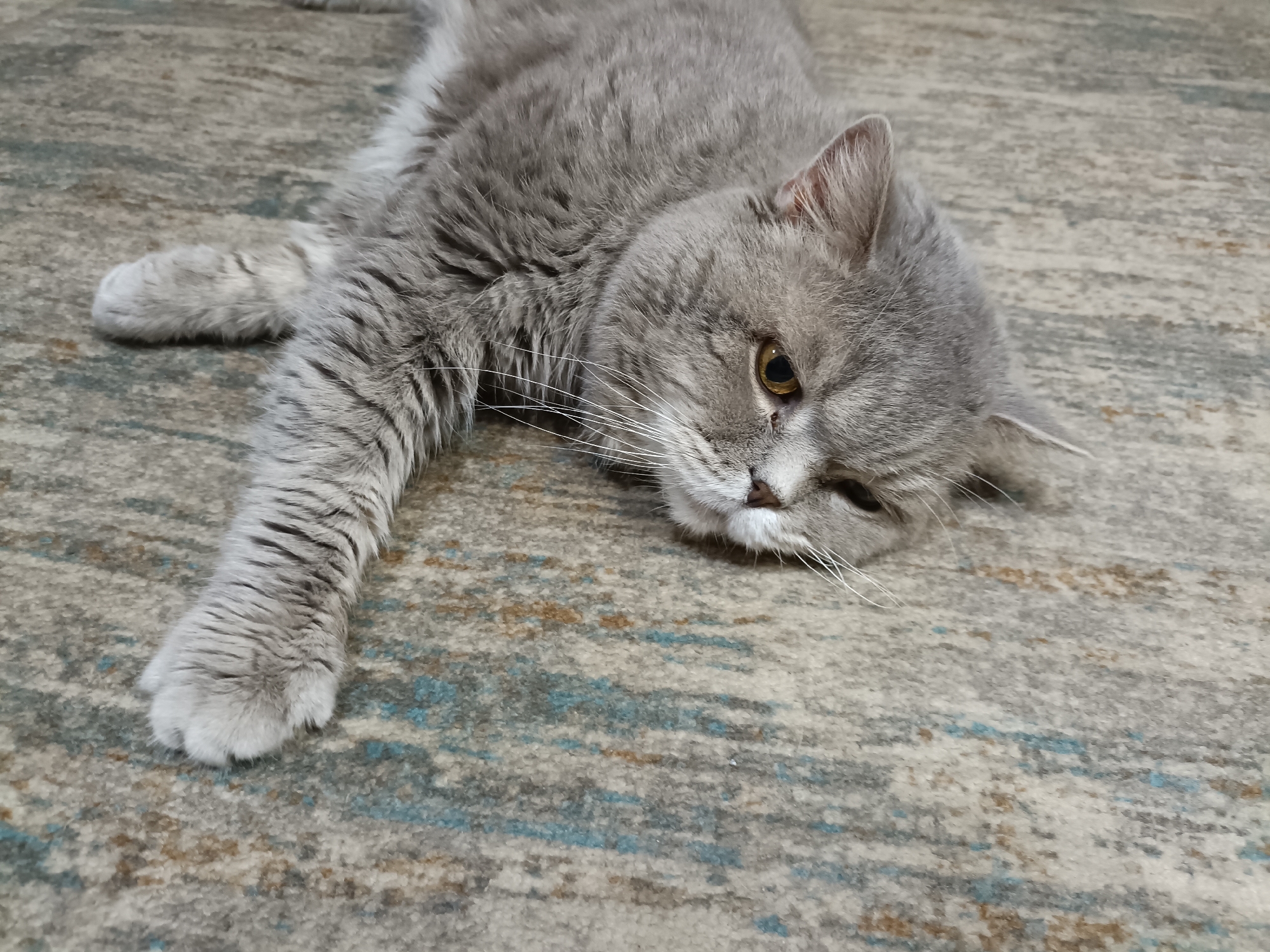 Grey cat having a very relaxed moment on a carpet