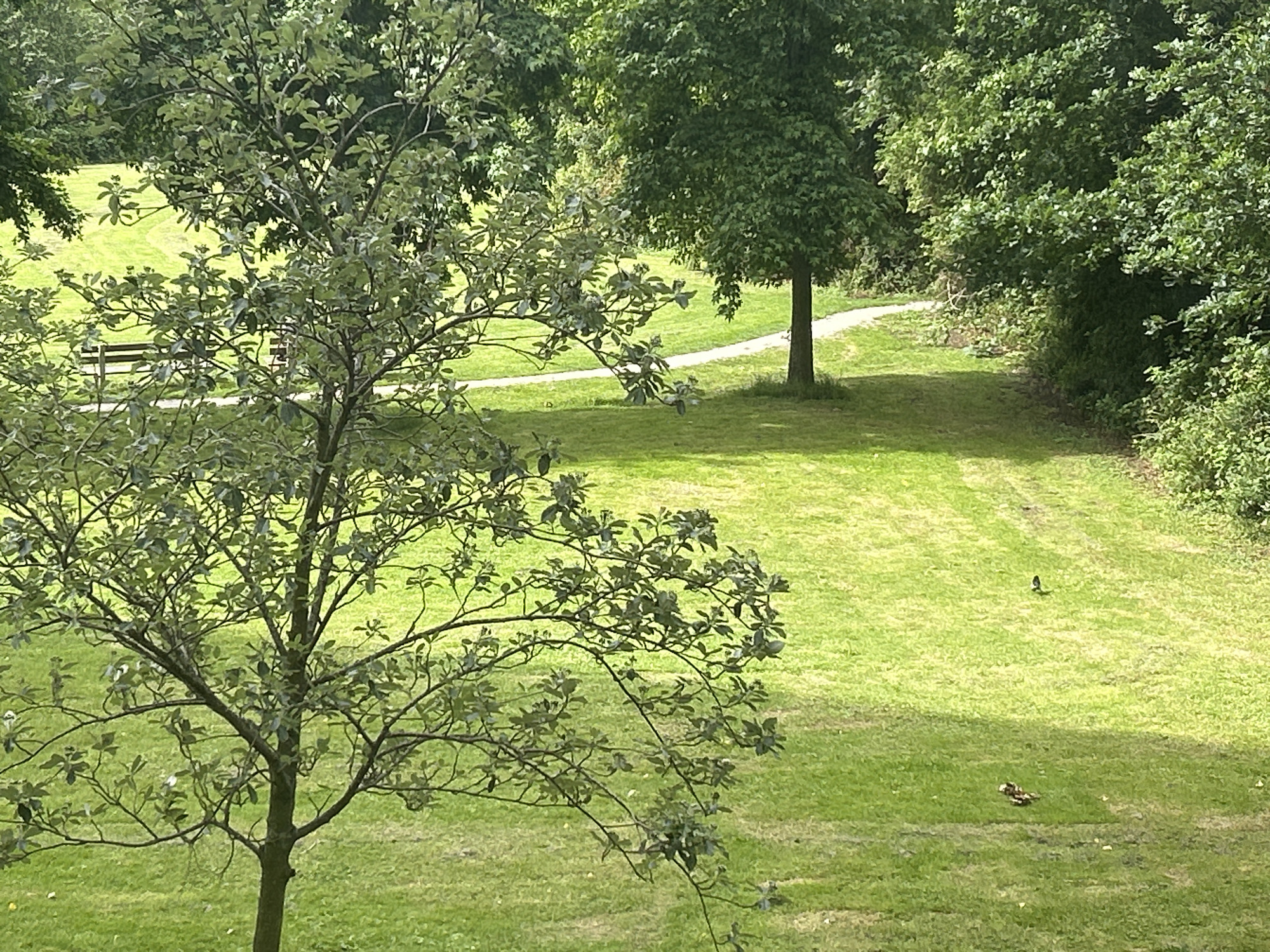 Morning routine documented in Leiden: park, breakfast, sleeping cat