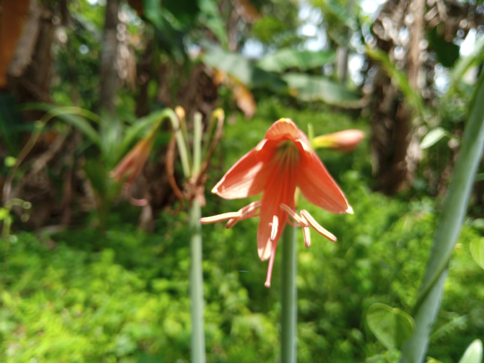 Morning garden documentation across two Indonesian villages captures flowering plants