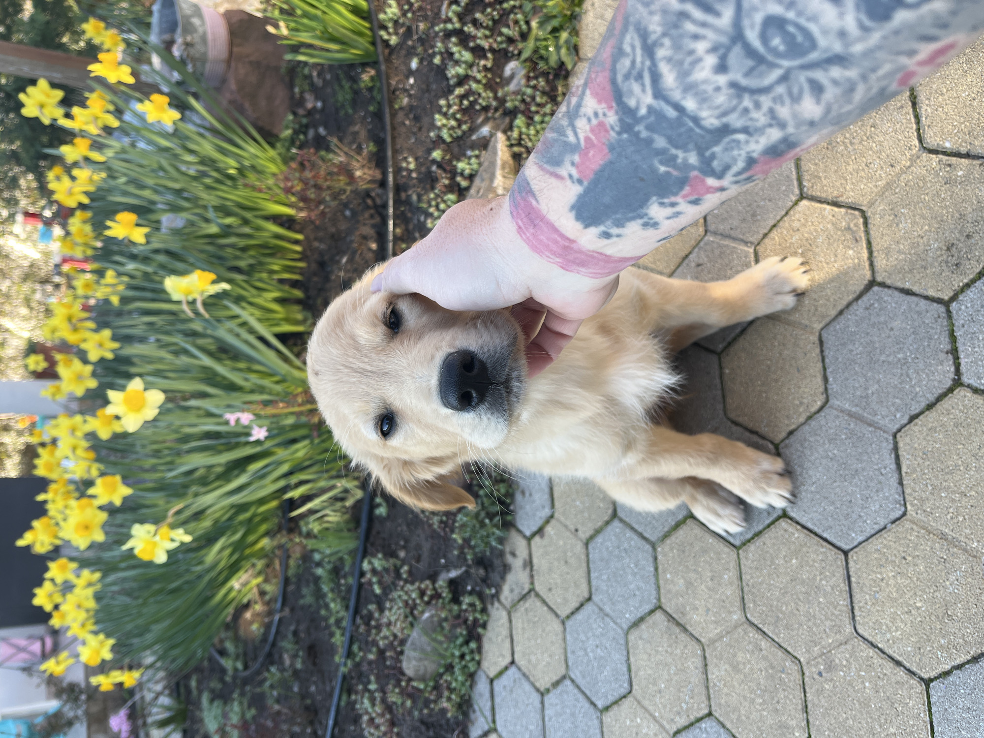 Golden retriever puppy petted on street in Kostinbrod, Bulgaria