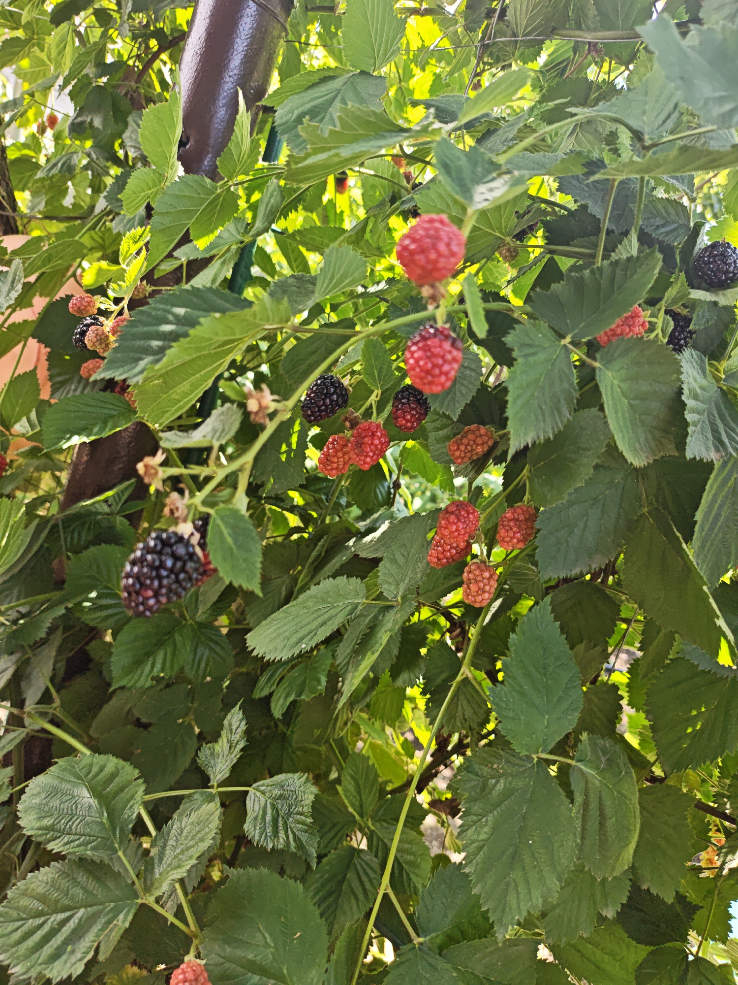 Blackberries ripening and laundry drying at a rural Ukrainian property