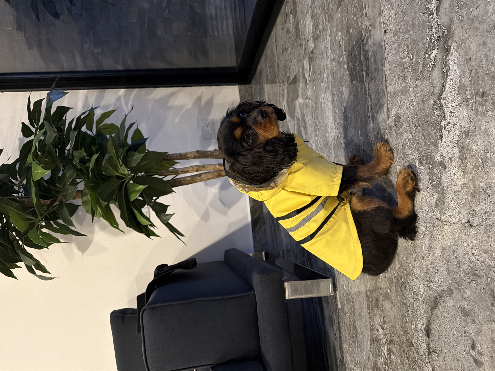 Dog in yellow raincoat spotted in Puebla