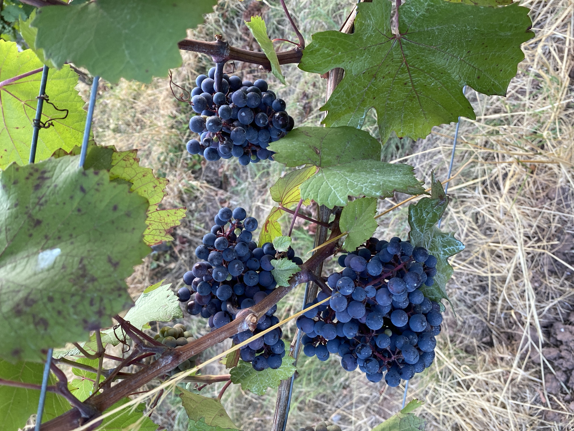 Vineyards and folk art in Korb, Germany