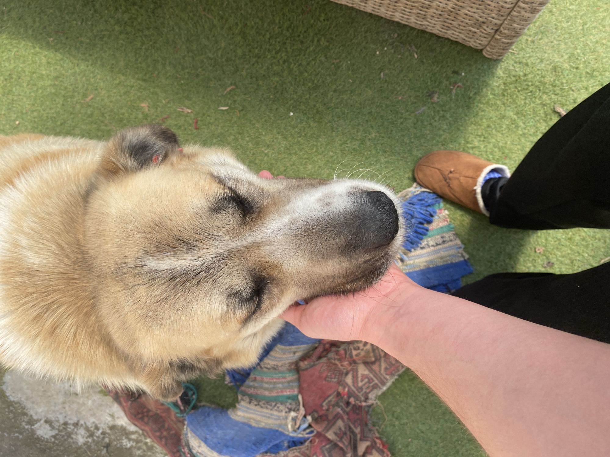 A restful dog and blooming geraniums in Smolyan