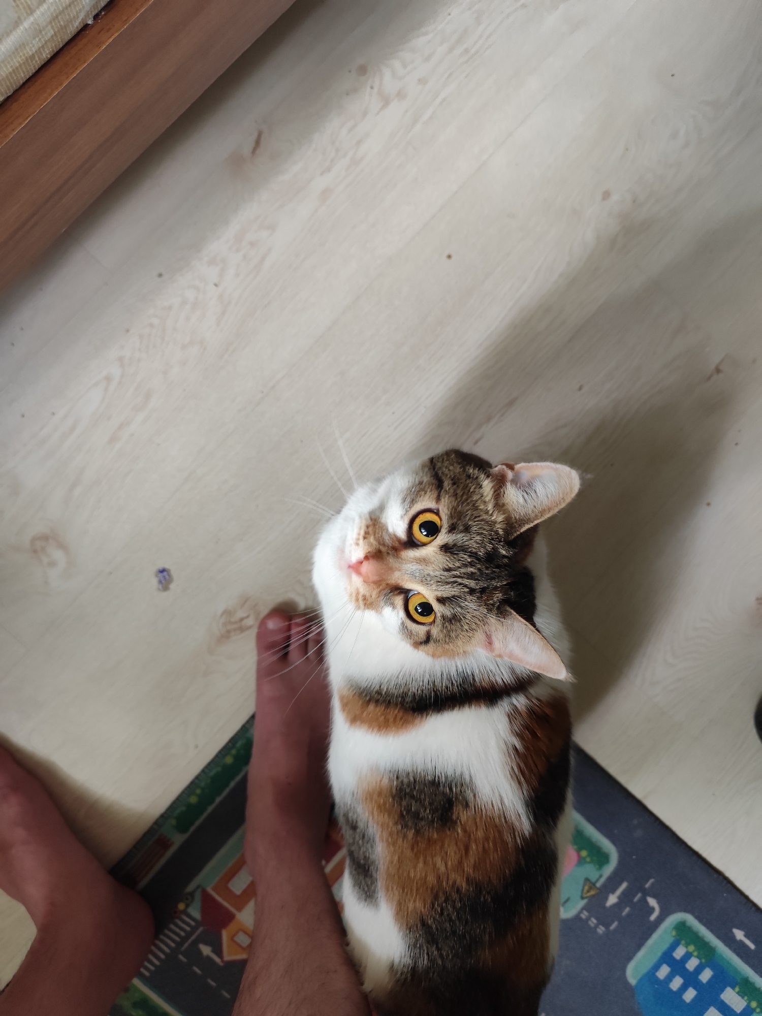 Moscow resident documents morning routine with cat and pop culture
