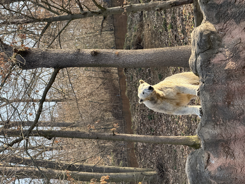 Polar bears active in sunny morning at Brno Zoo
