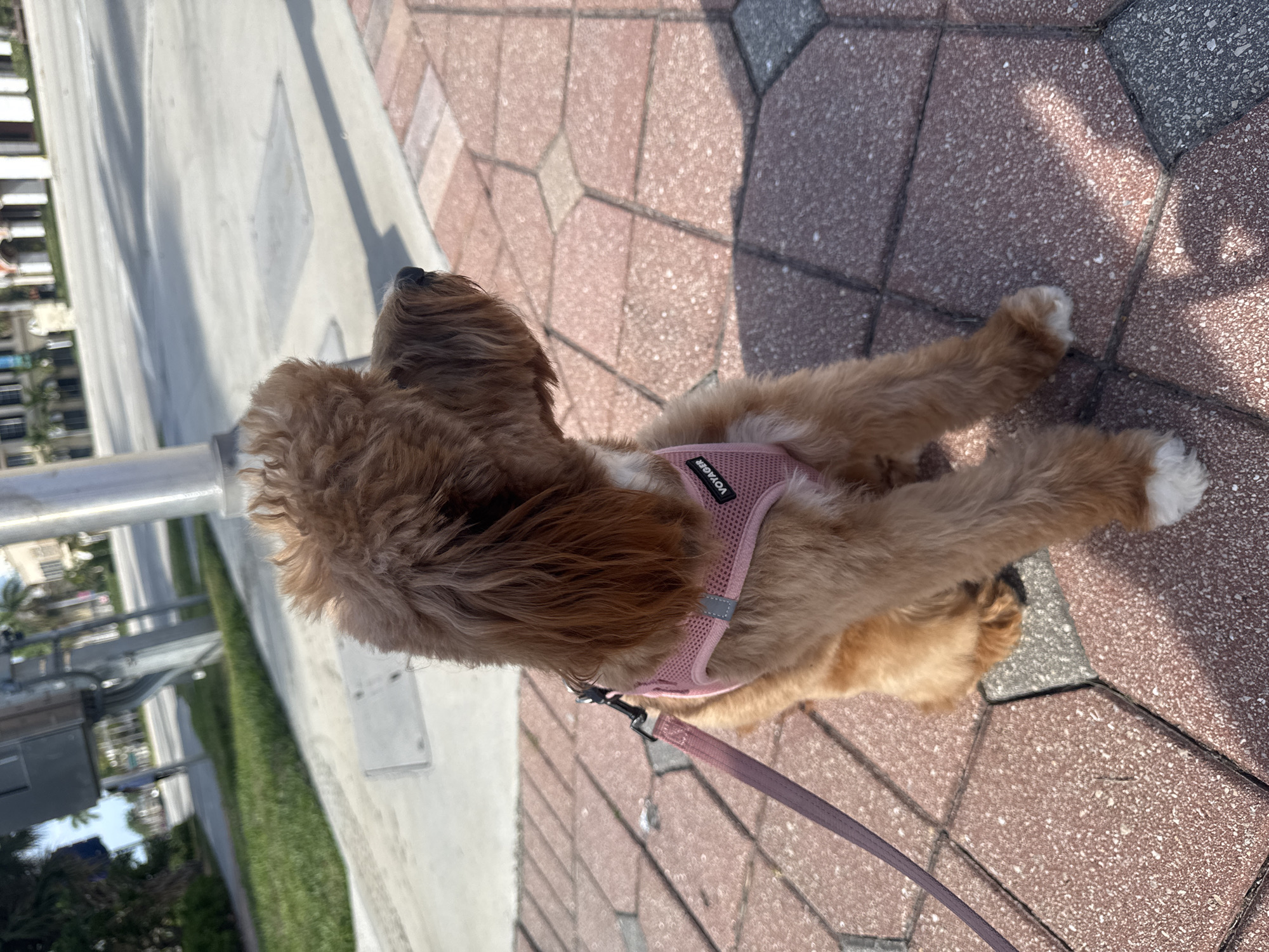 Woman walks dog through Boca Raton shopping center