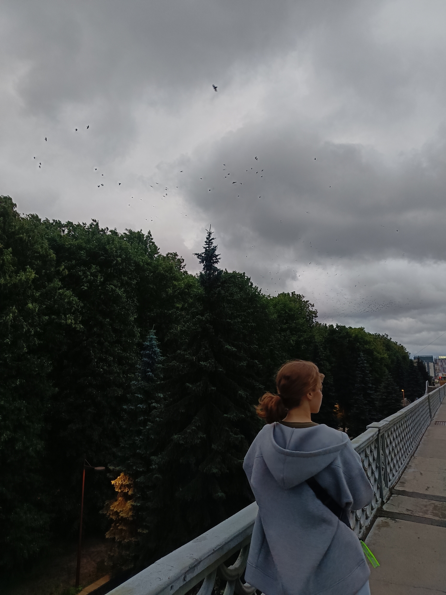 Birds over the Pregolya River, Kaliningrad on a cloudy evening