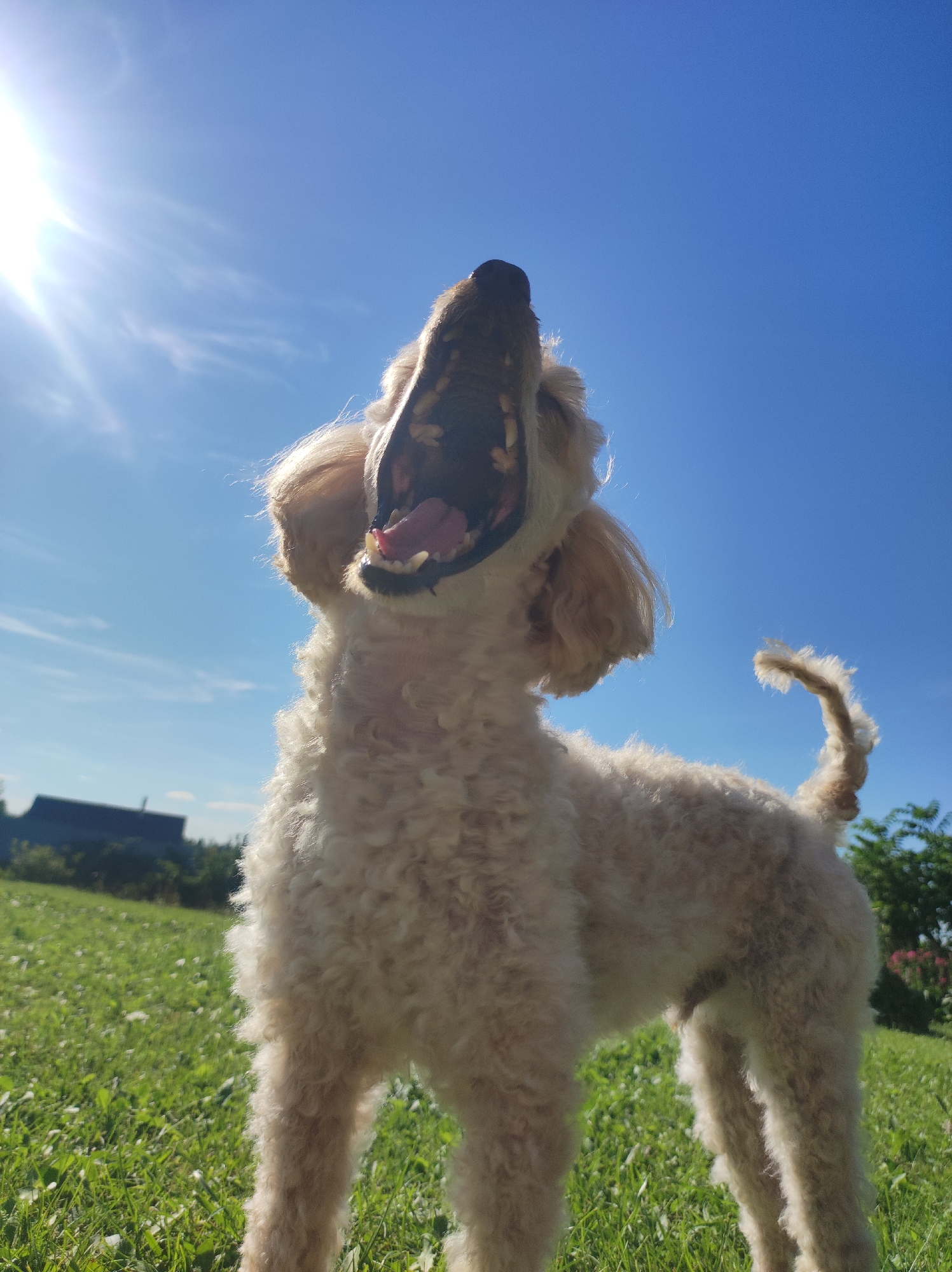 Sunny backyard afternoon with a poodle, a toddler, and good vibes