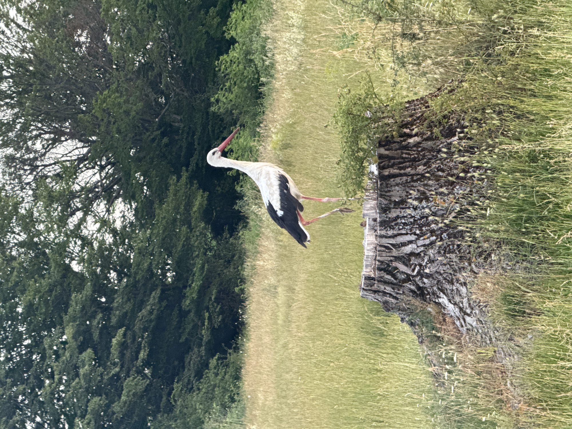 White stork caught mid-stride in an open grassy field