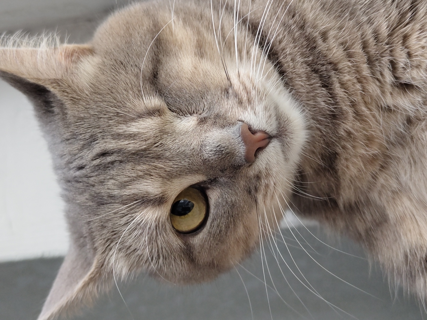 Tabby cat documented winking and resting during afternoon nap