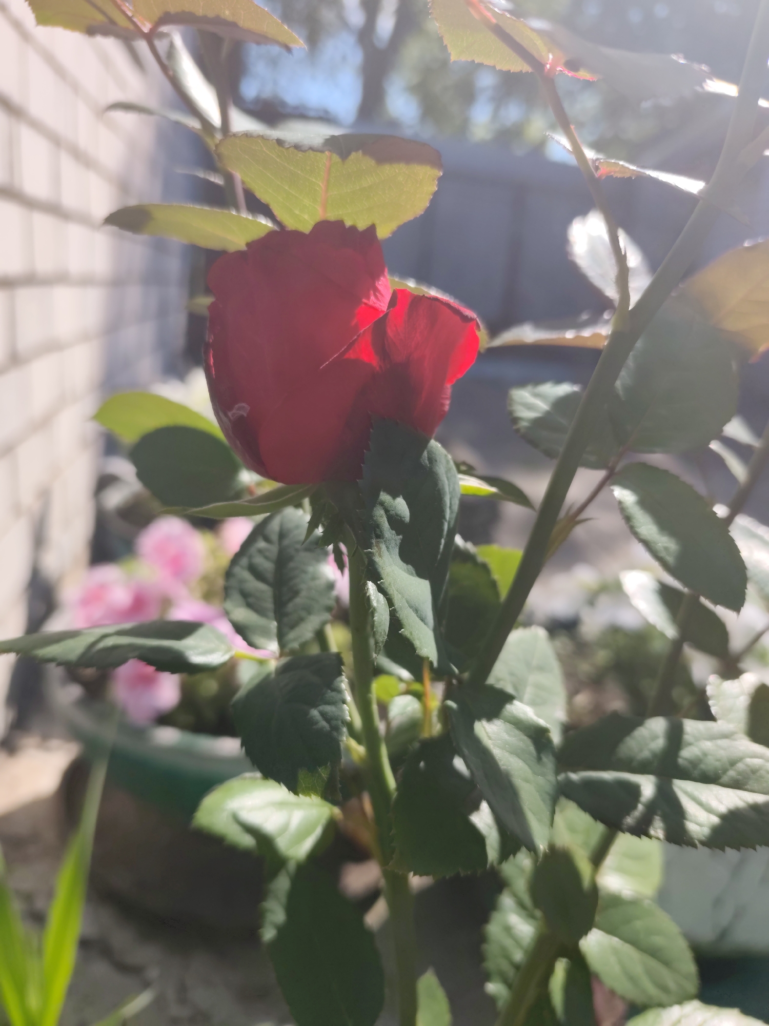 Garden produce, roses, and everyday odds and ends in Bor