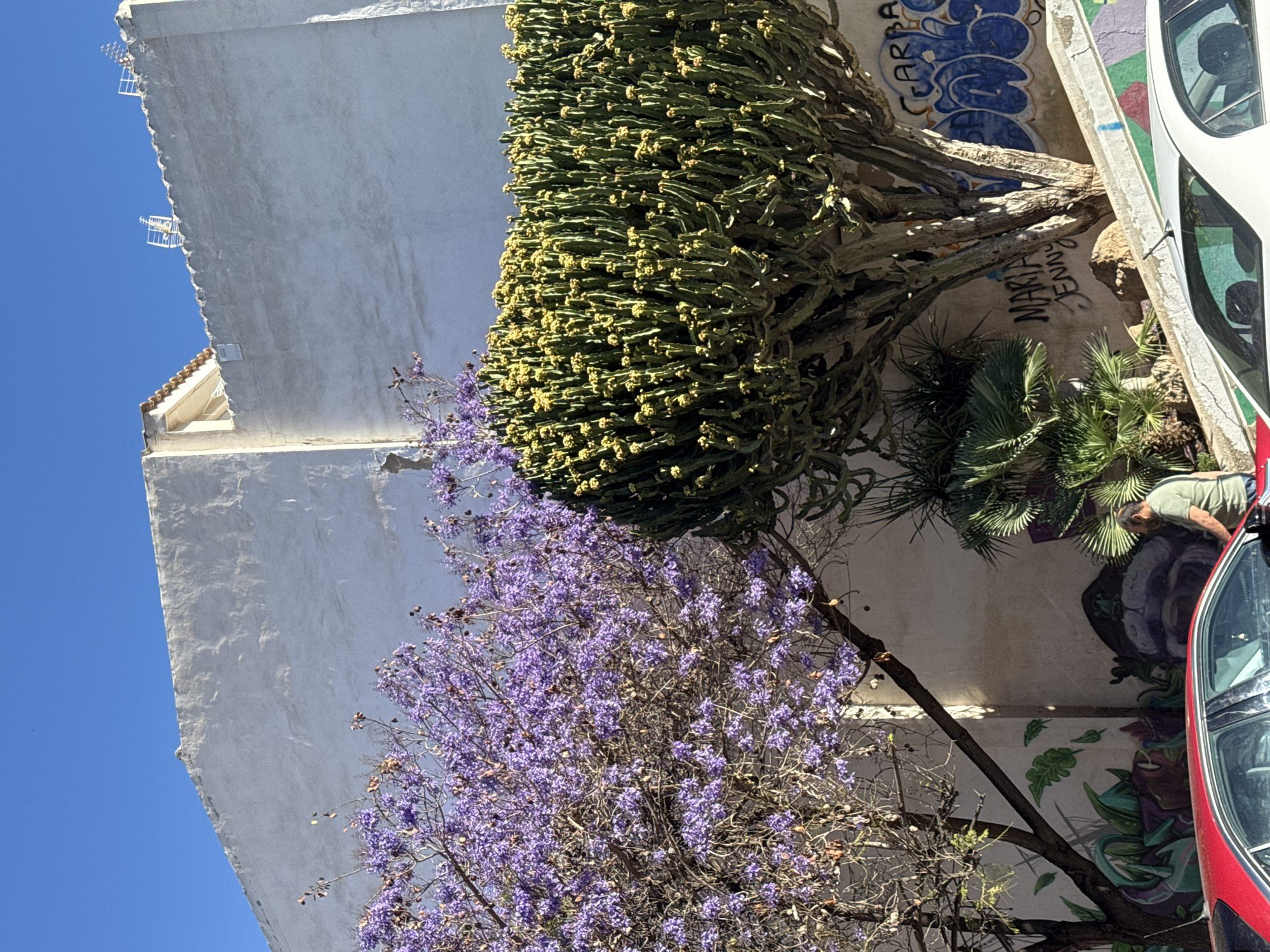 Flowering cactus plant documented alongside white building with antennas