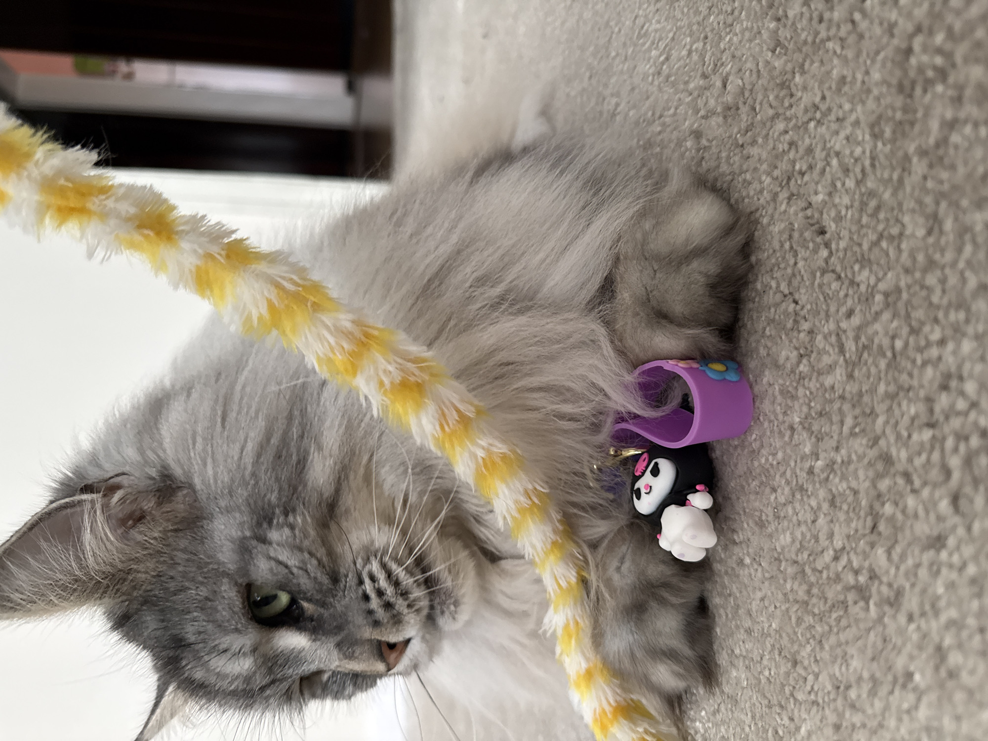 Cat plays with toys during morning routine in Haskovo