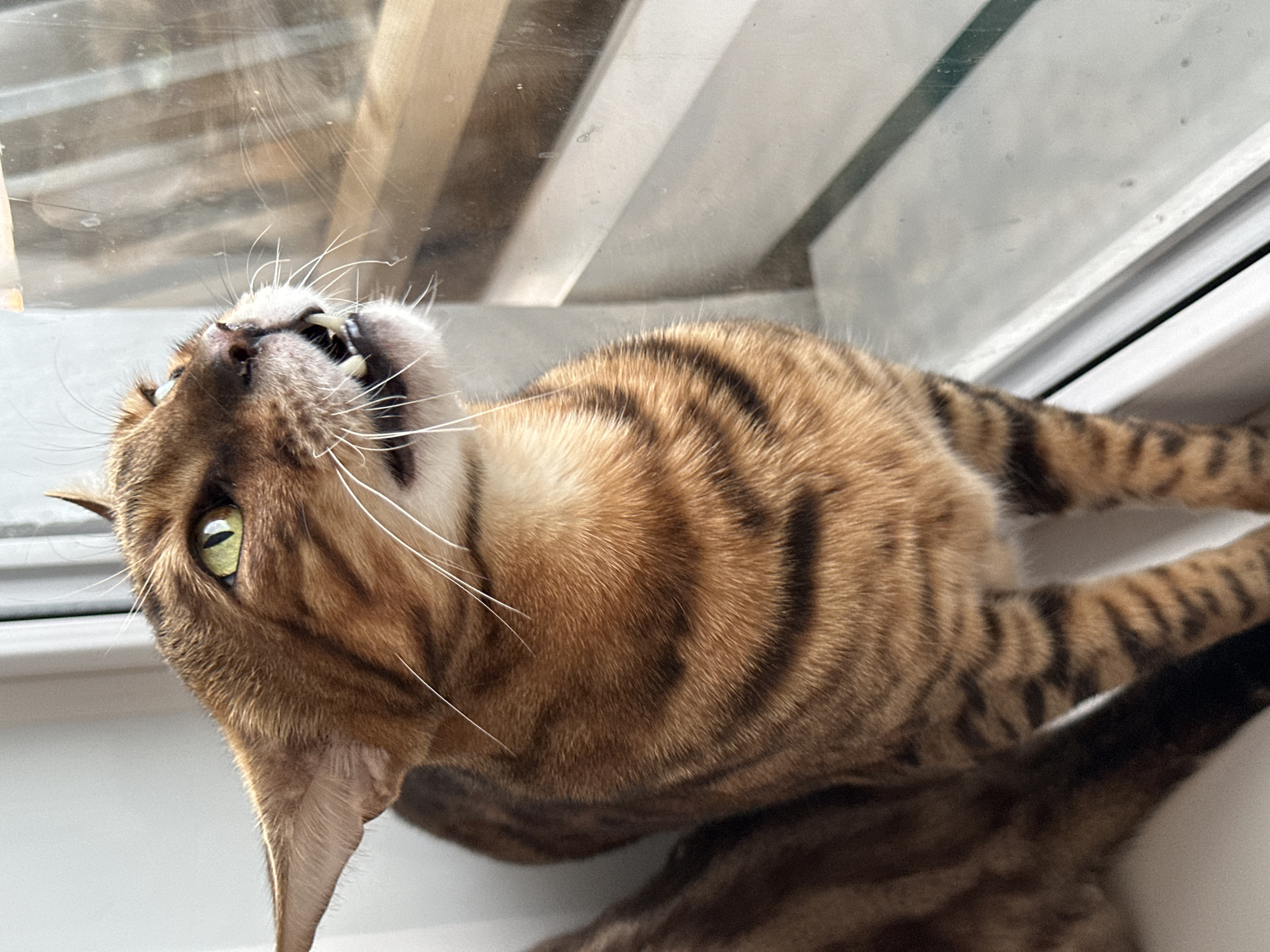 Bengal cat at home in Gornyi Erik, Russia