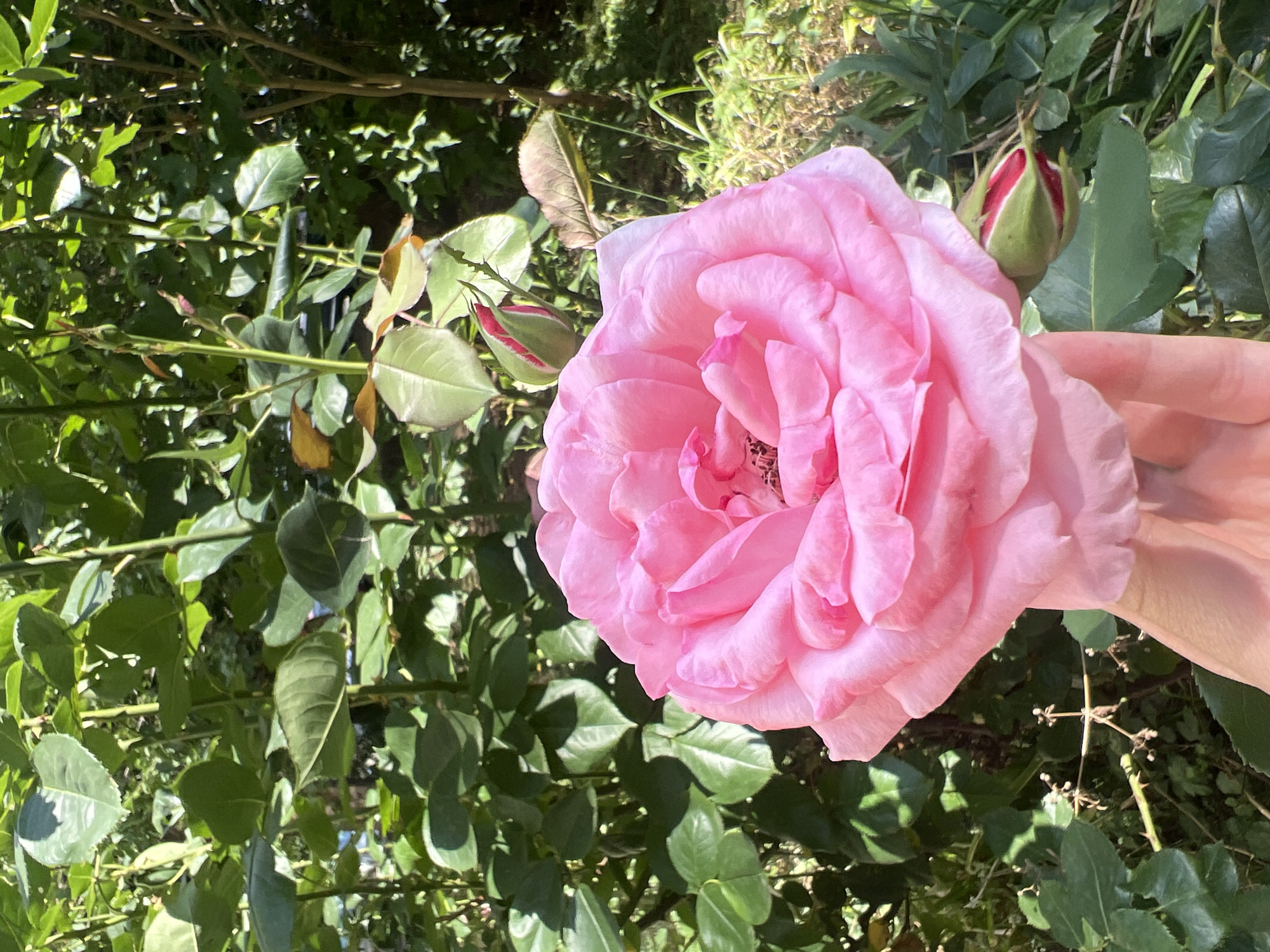 Pink rose and a cinnamon drink, a calm café afternoon