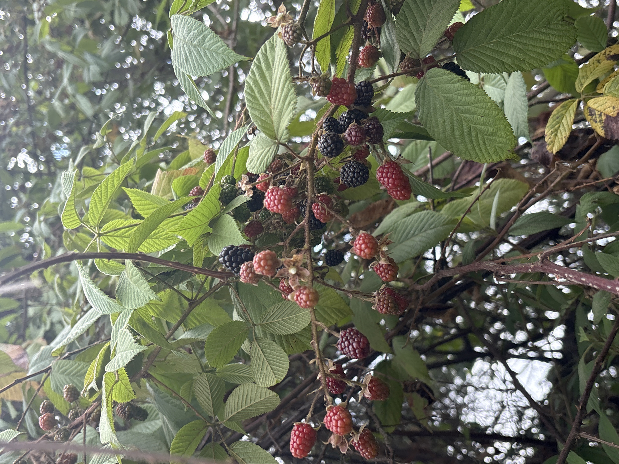 Blackberry bushes observed ripening in San Lucas del Pulque