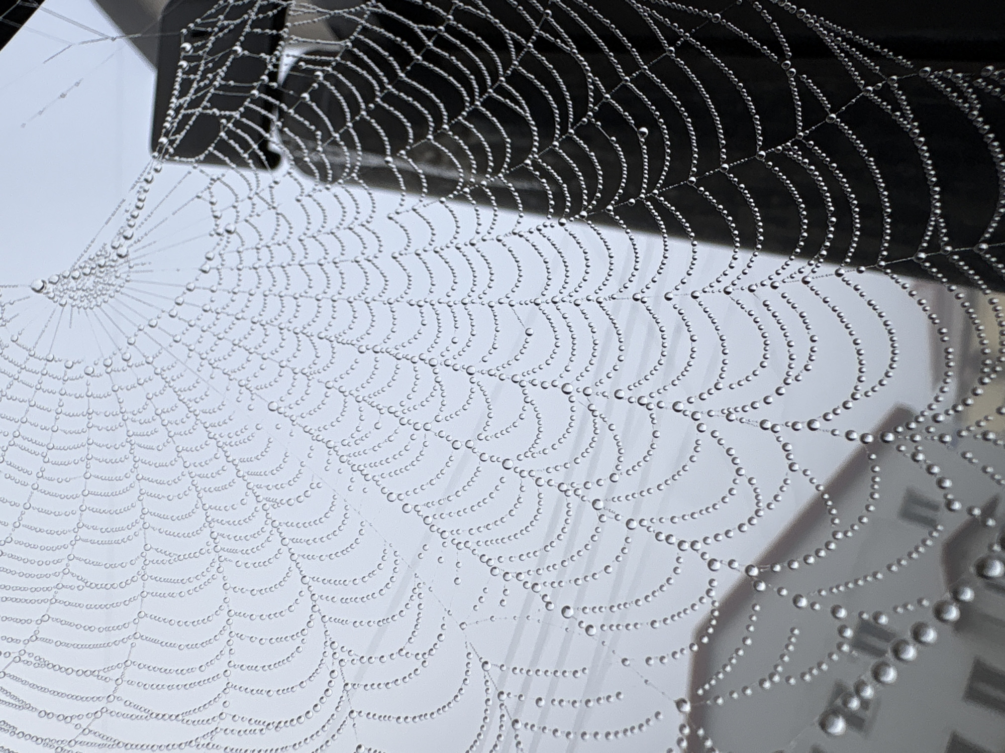 Dew-covered spiderweb photographed up close in Kungur, Russia