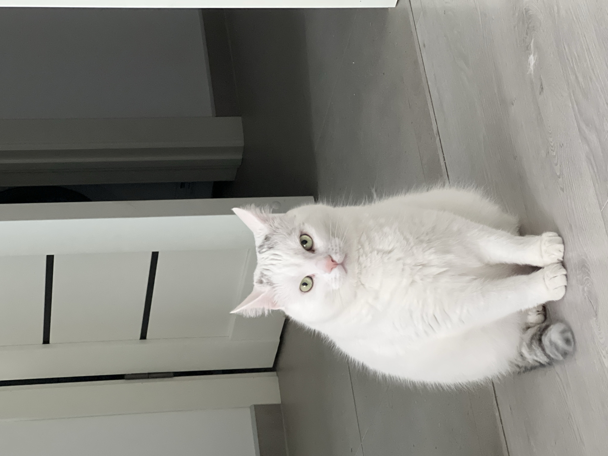 Ordinary moments captured in Rivne: indoor cat, cloudy skies