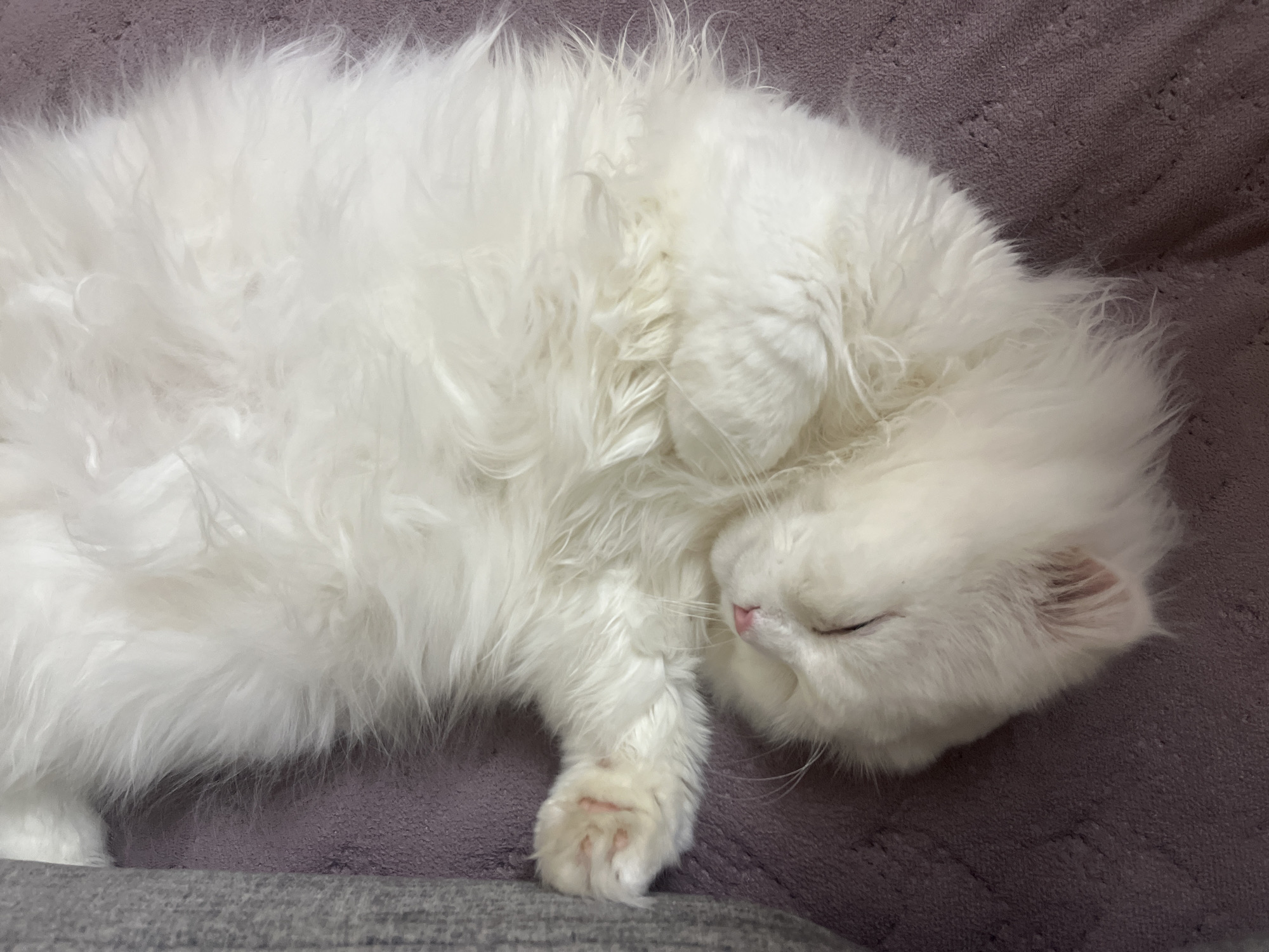 White cat deep asleep on a purple blanket