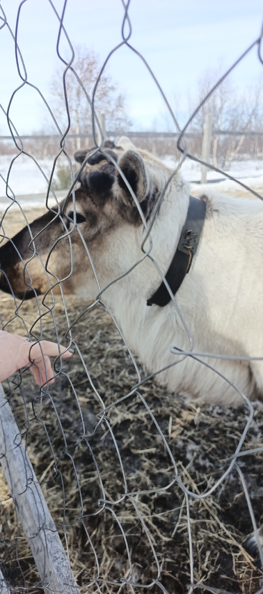 Person touches reindeer through fence in Naryan-Mar, Russia