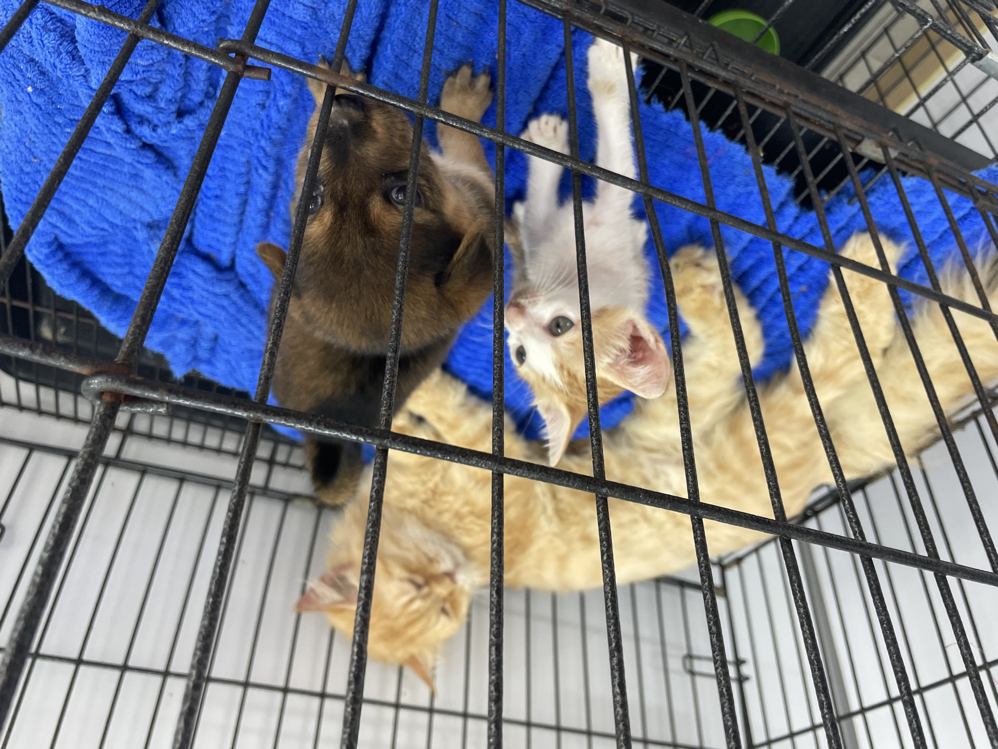 Young animals rest in cage in Vietnam
