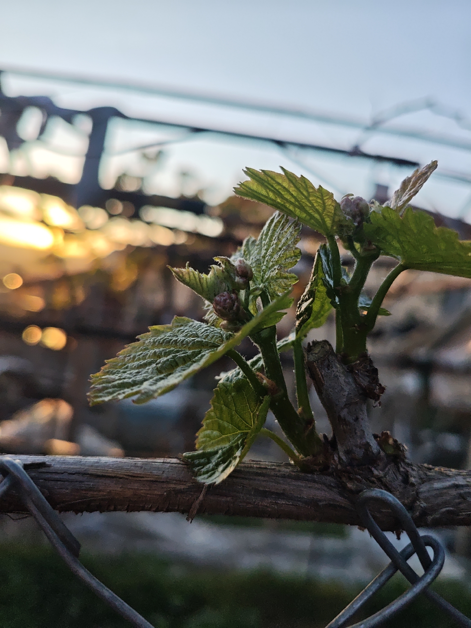 Spring vineyard sunset documented during quiet balcony evening