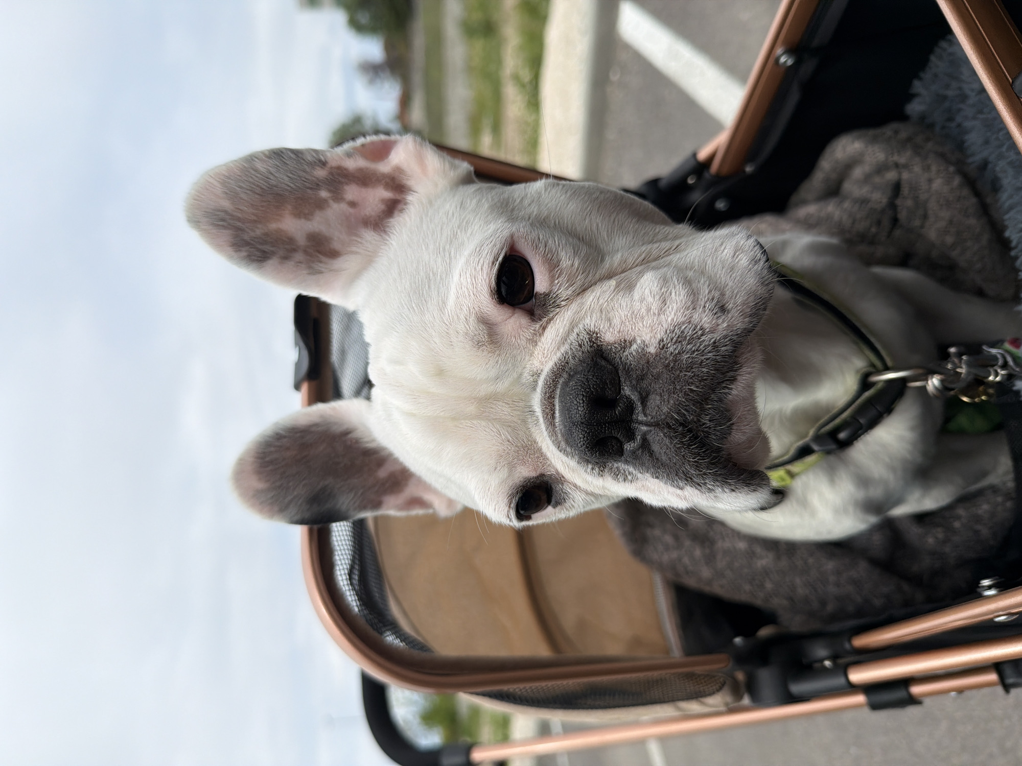 French Bulldog spotted in pet stroller in Plovdiv