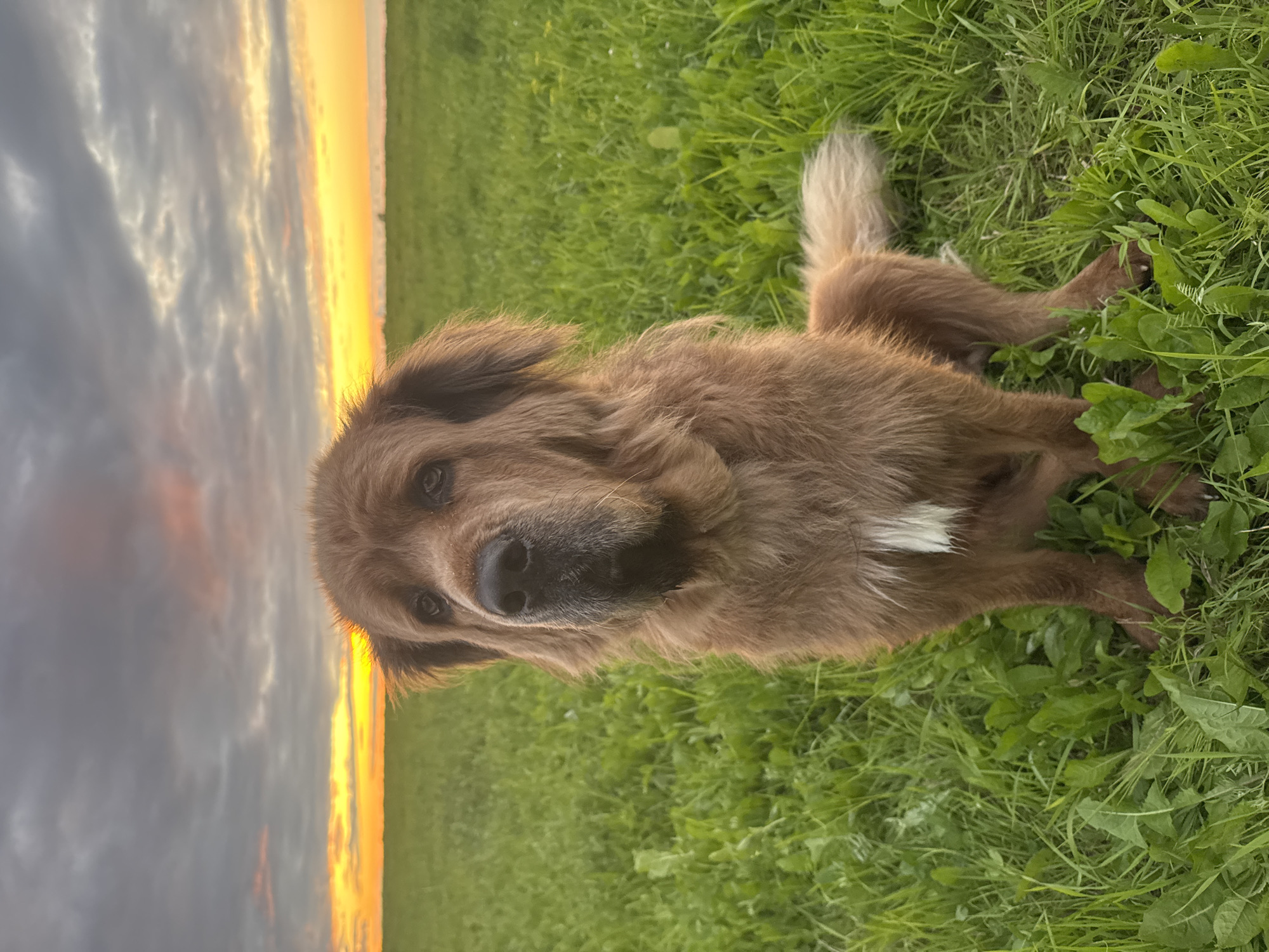 Fluffy brown dog in a grassy field at golden hour