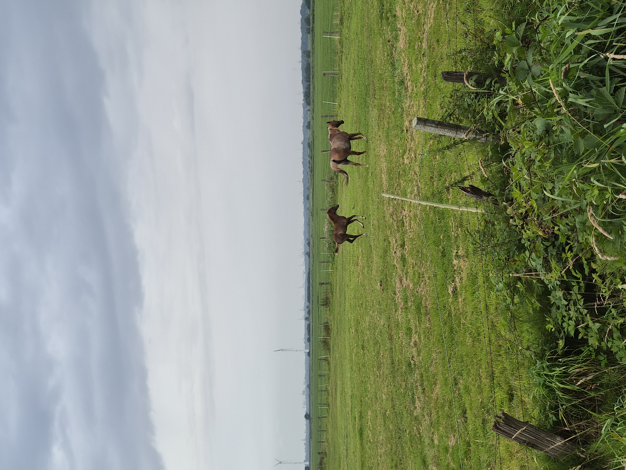 Dog walk past grazing horses on a rural Schiffdorf path