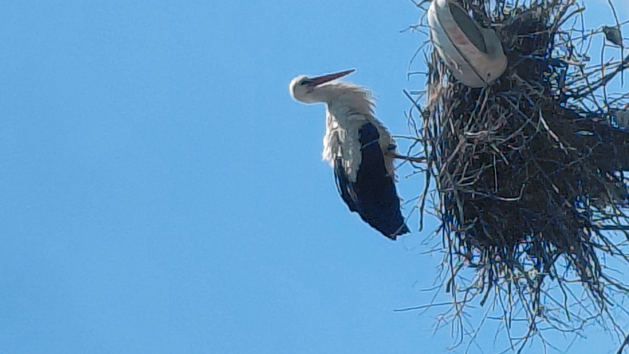 Storks observed nesting with shoe in nest structure
