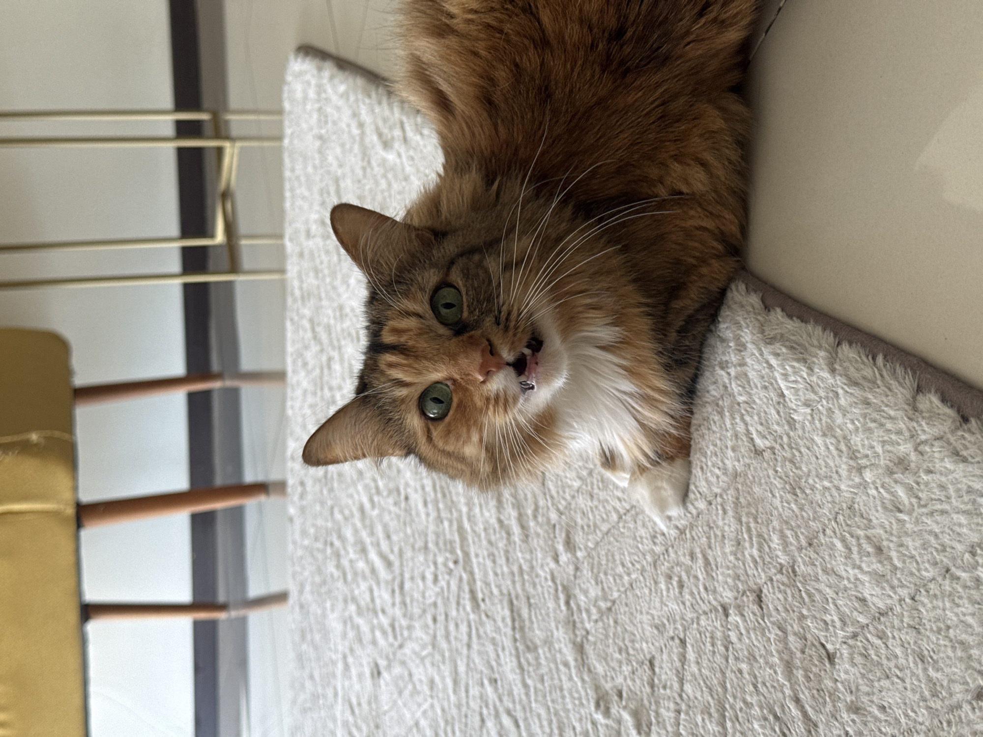 Tortoiseshell cat rests indoors in Tlaxcalancingo, Mexico
