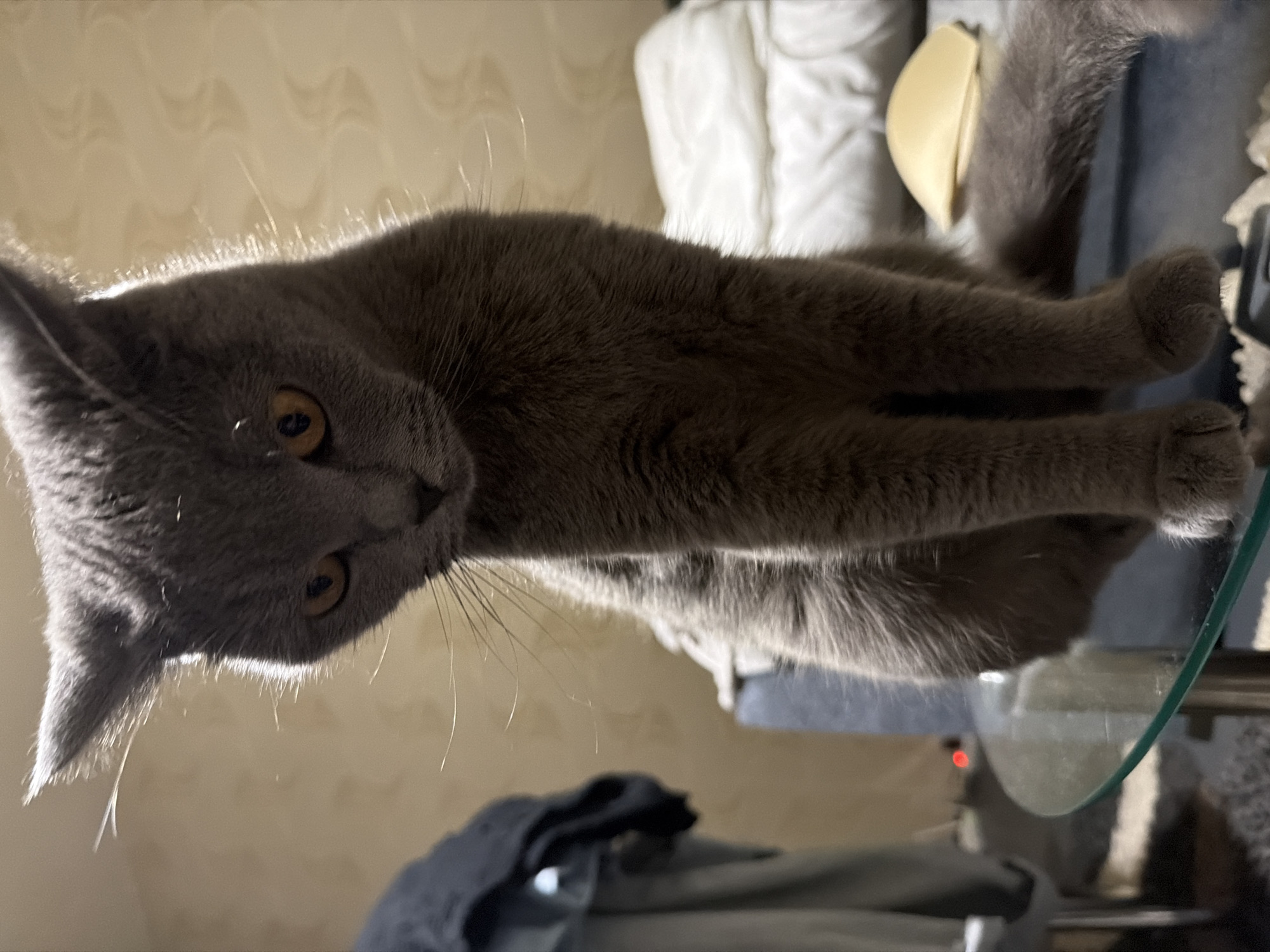 Cafe afternoon with cat companion in Dimitrovgrad