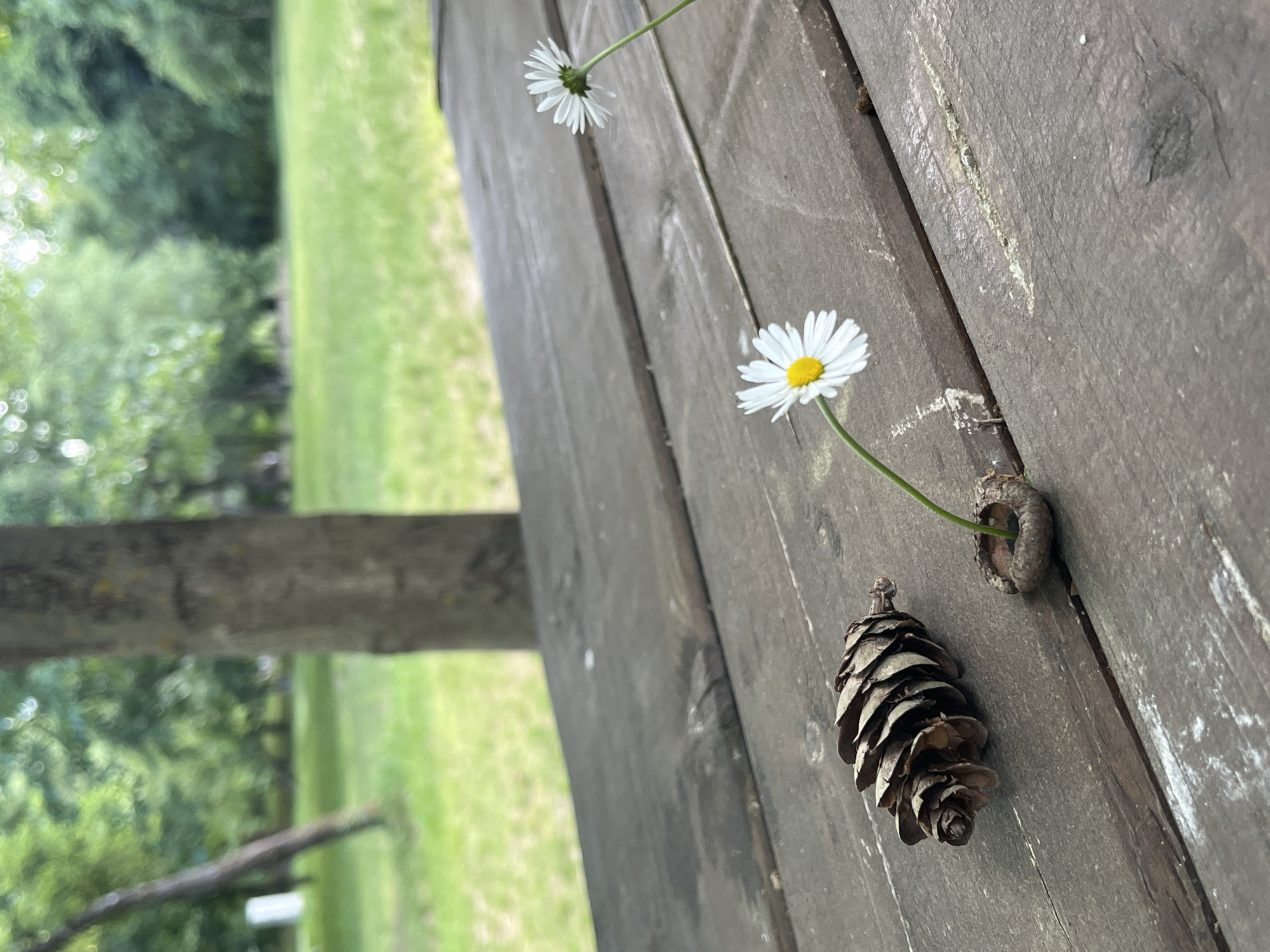 Daisies and pinecone arranged on wooden surface in Bulgaria