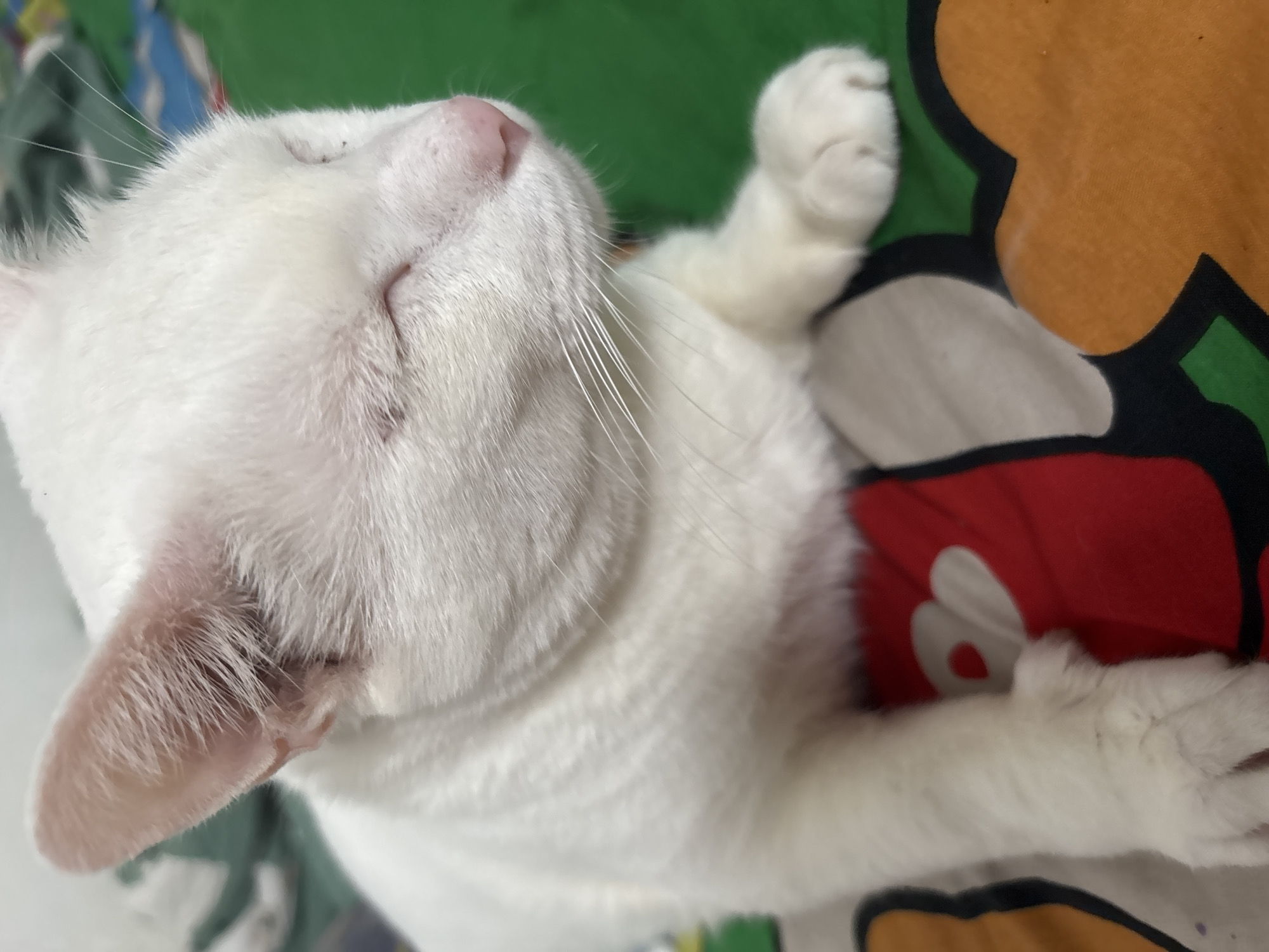 White cat rests peacefully on patterned bedding in Jakarta