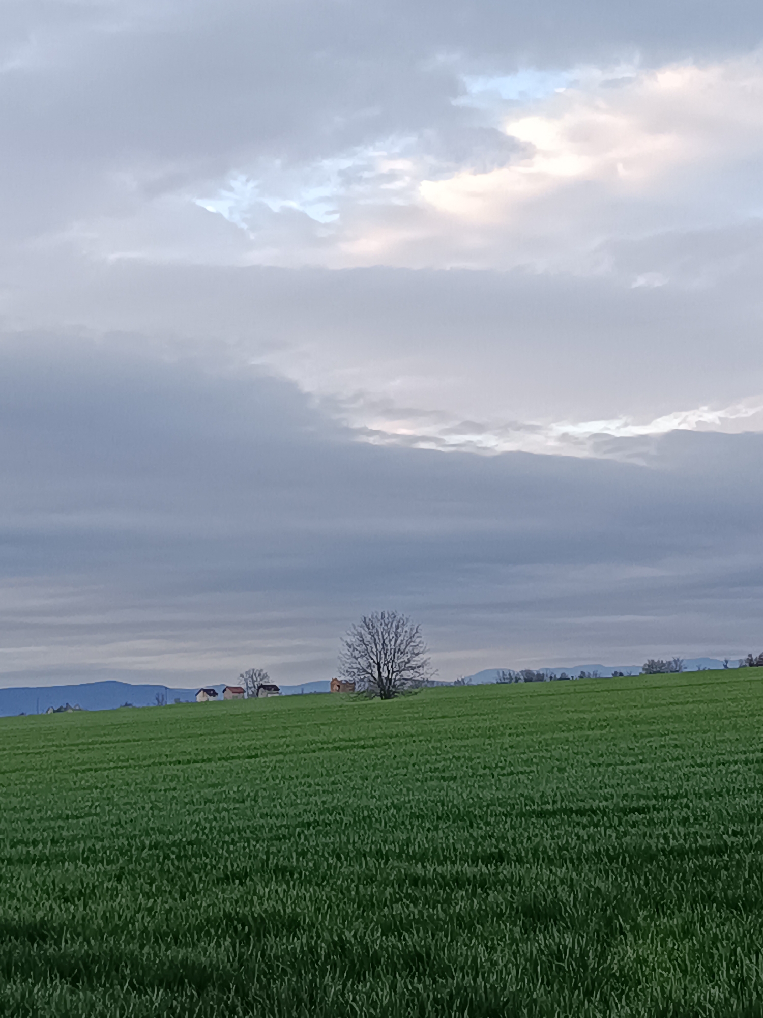 Rural landscape with green field and leafless tree captured