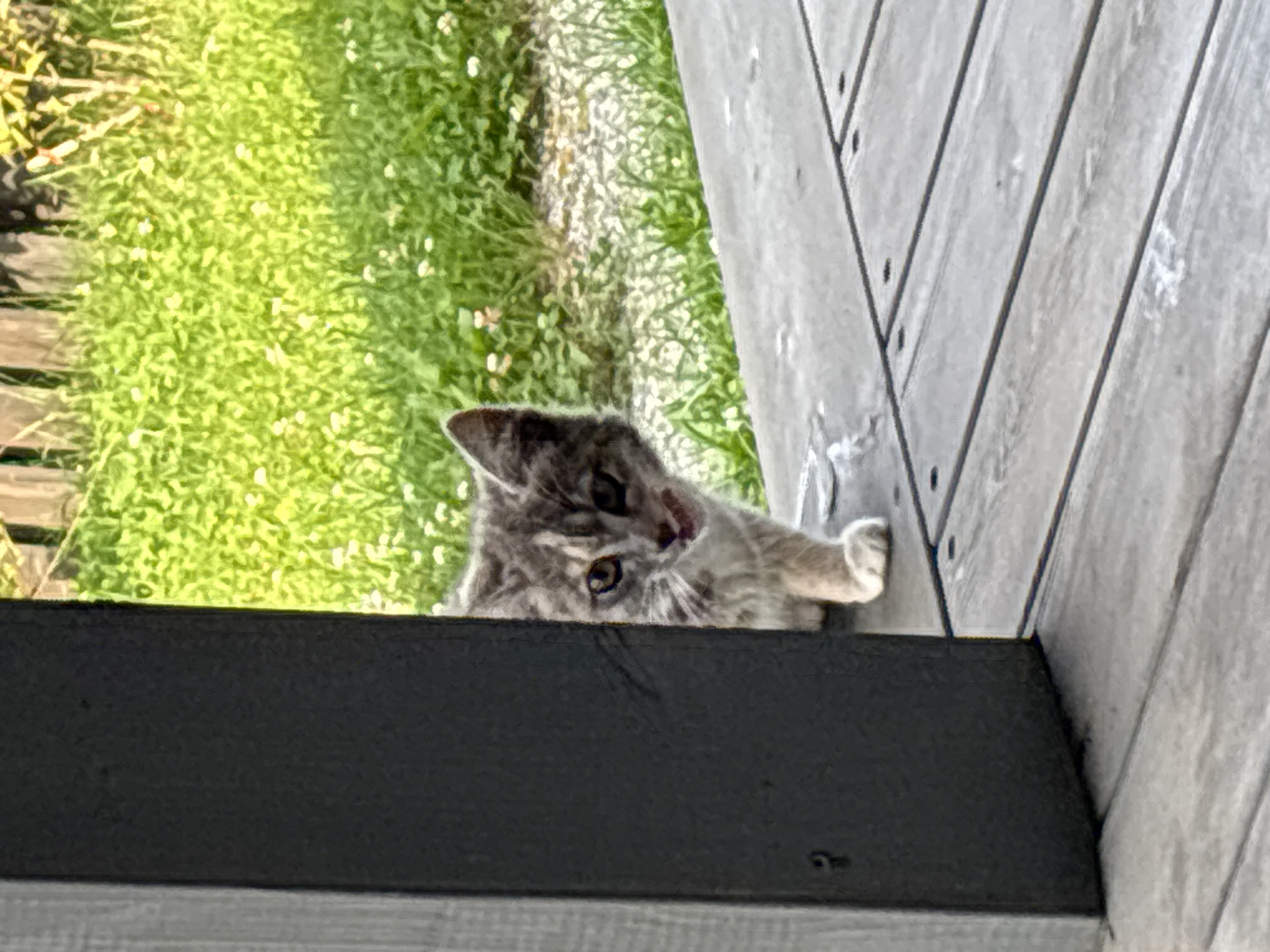 Cats fed raw meat and fish on a backyard deck in Zvenigorod