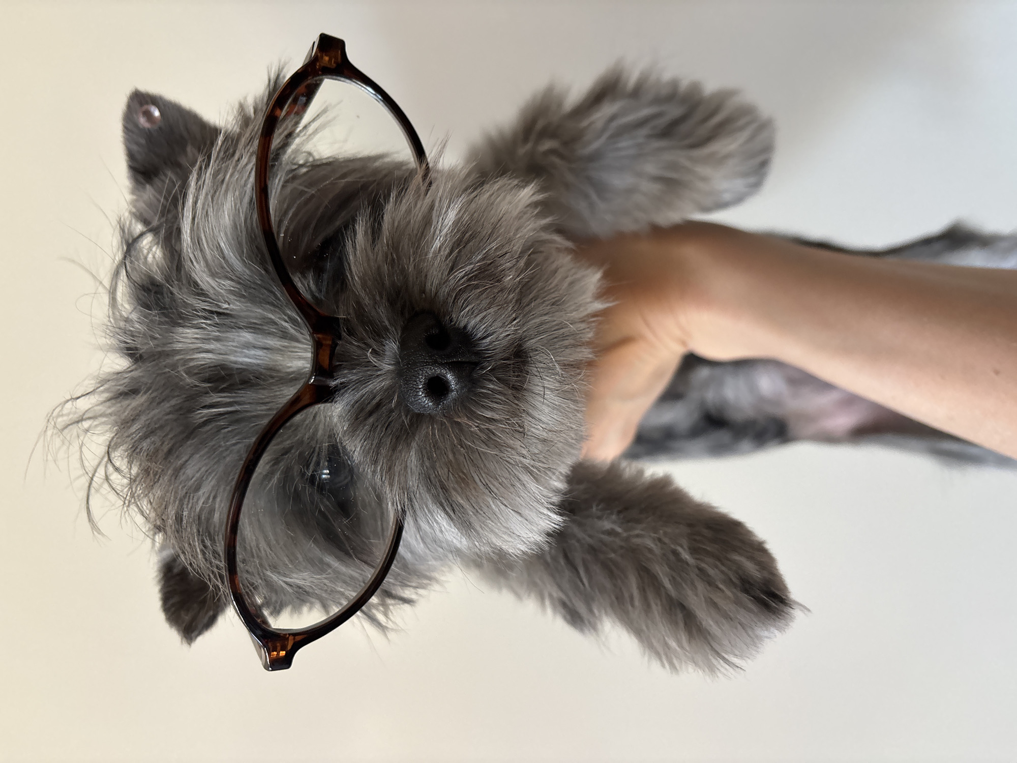 Woman plays with glasses-wearing dog in Chaikovsky, Russia