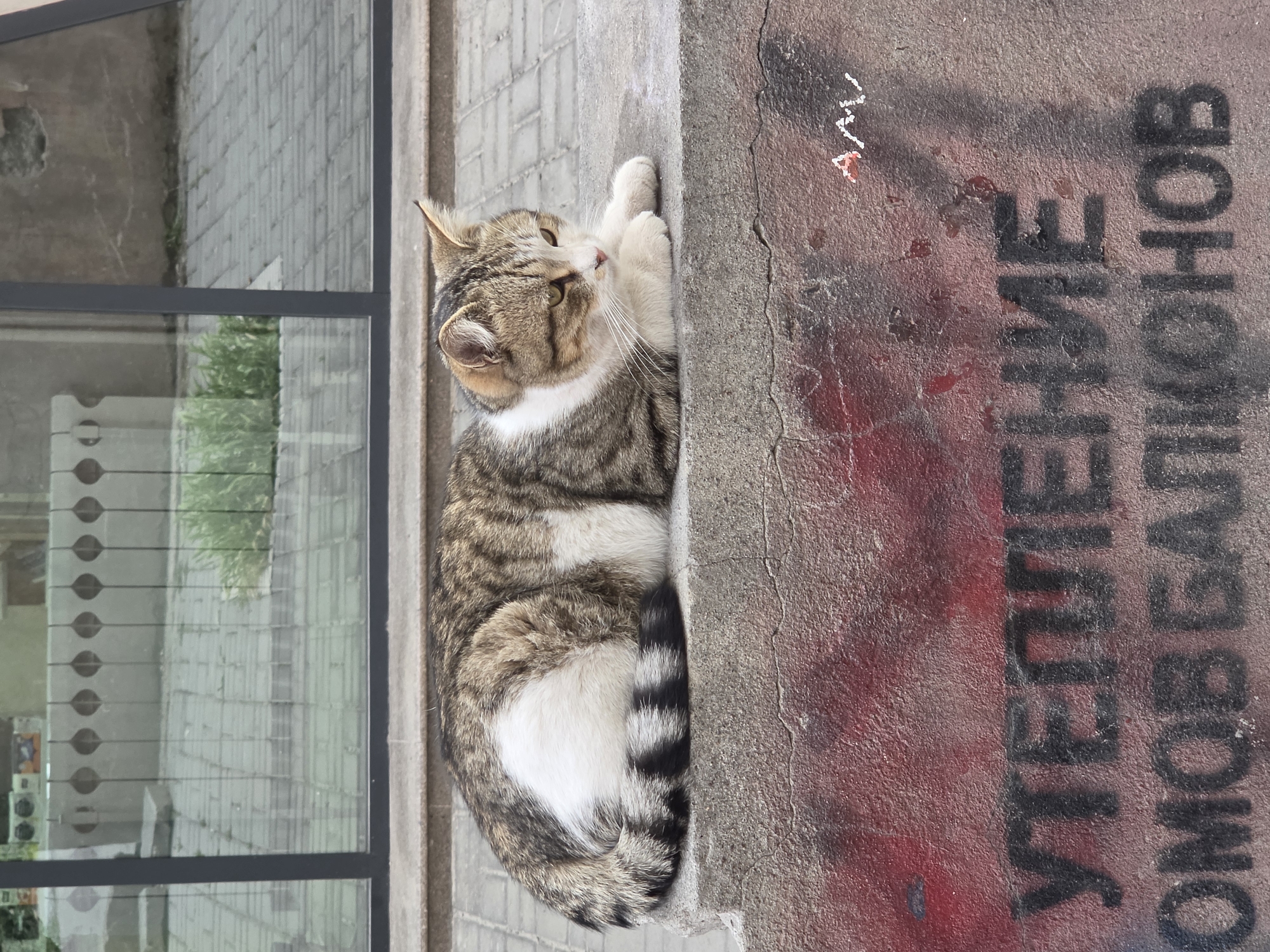 Casual street scenes with cats, airplane monument observed in Bishkek