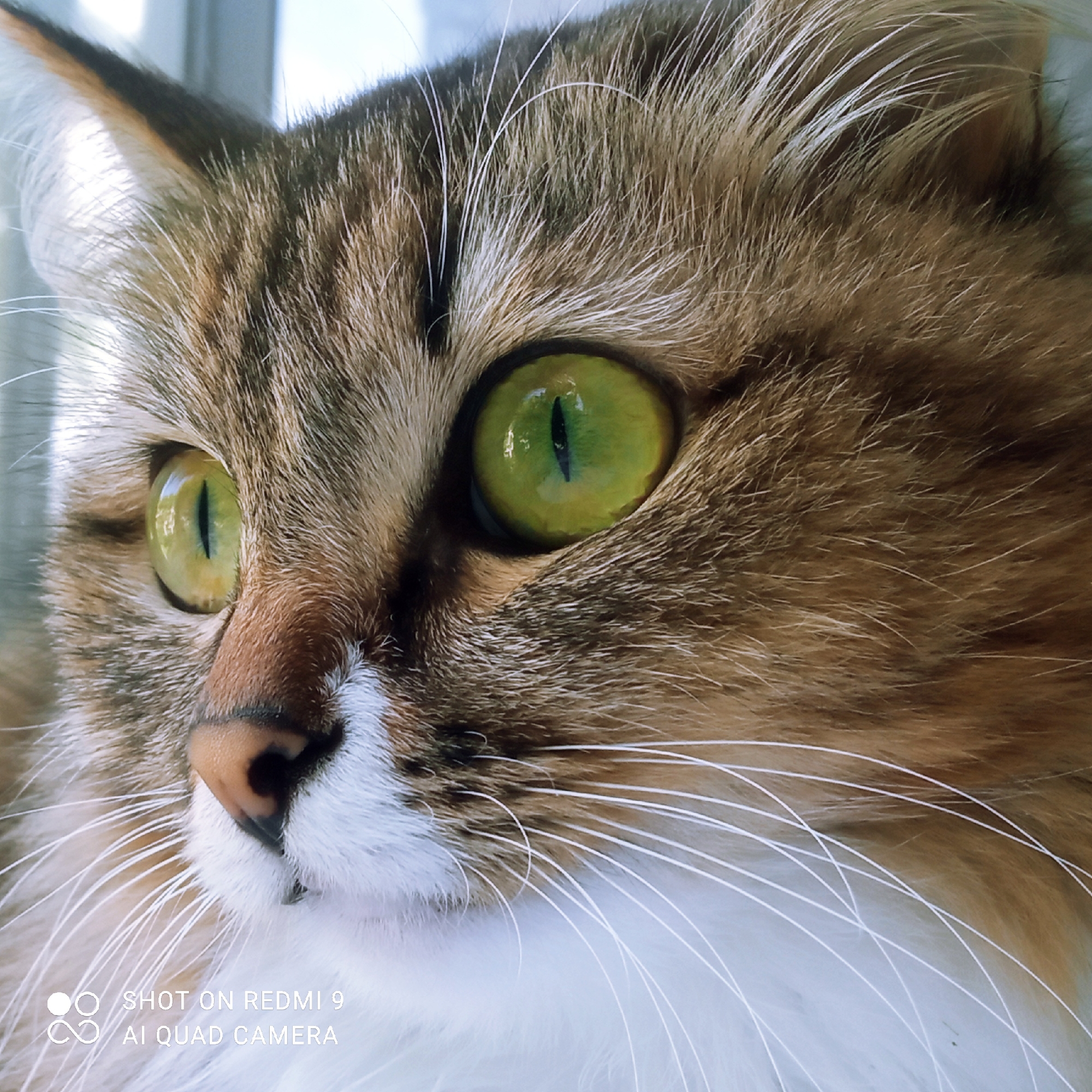 Morning life in Chaikovsky: cats, breakfast, and urban scenes