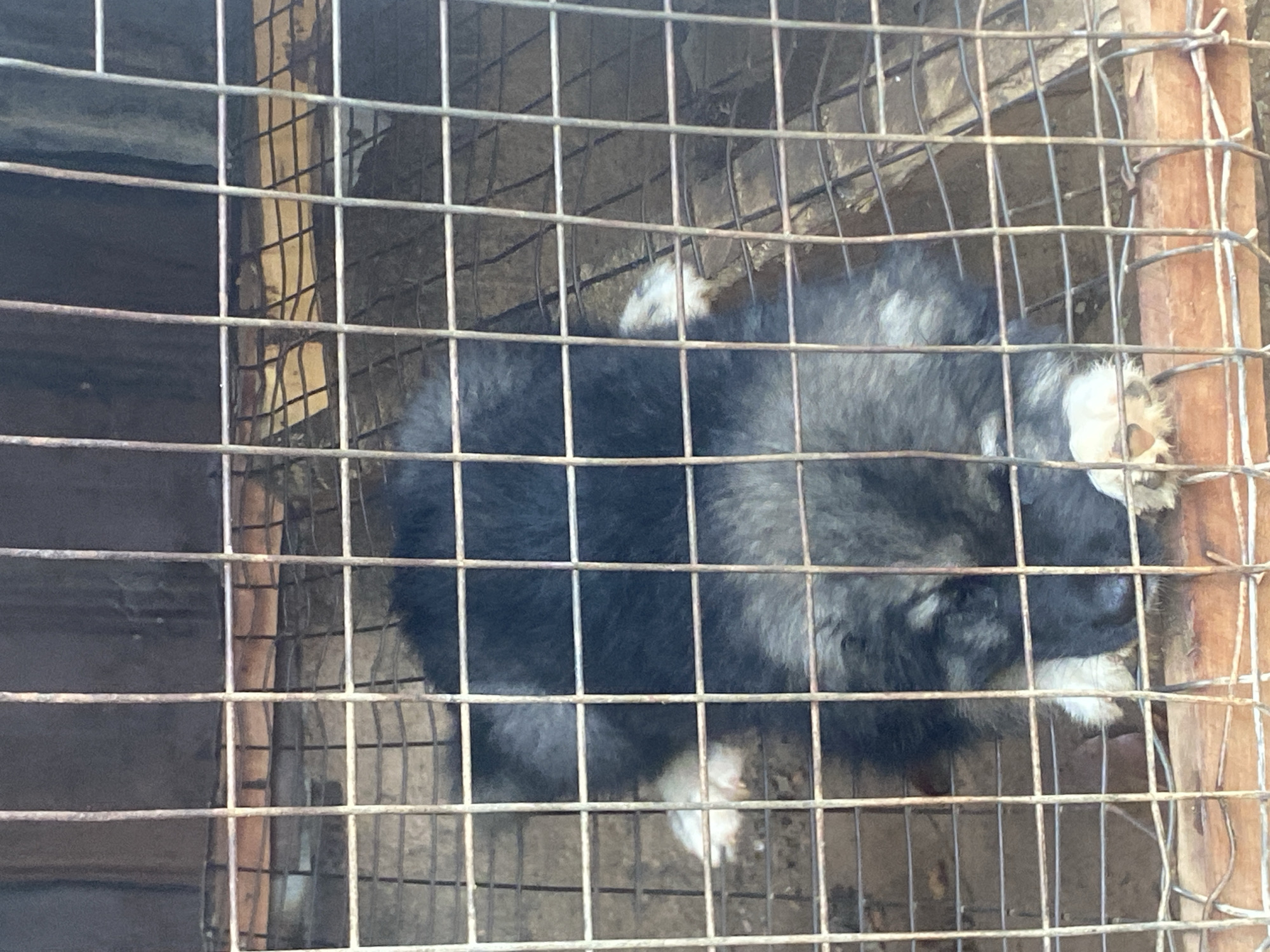 Morning animal life documented across Bukuru, Nigeria locations