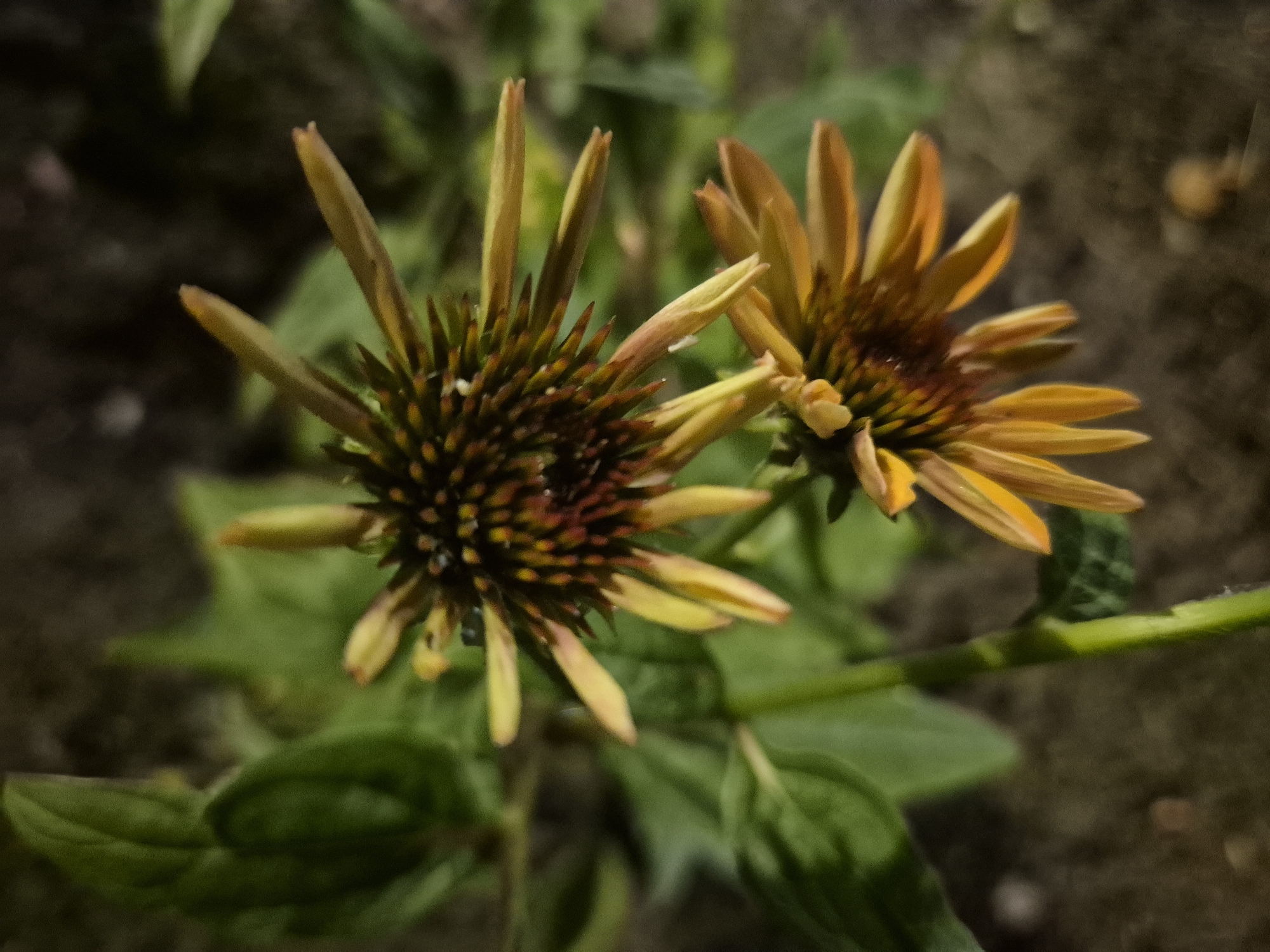 Evening snapshots from a Sofia home — garden, pets, and everyday objects