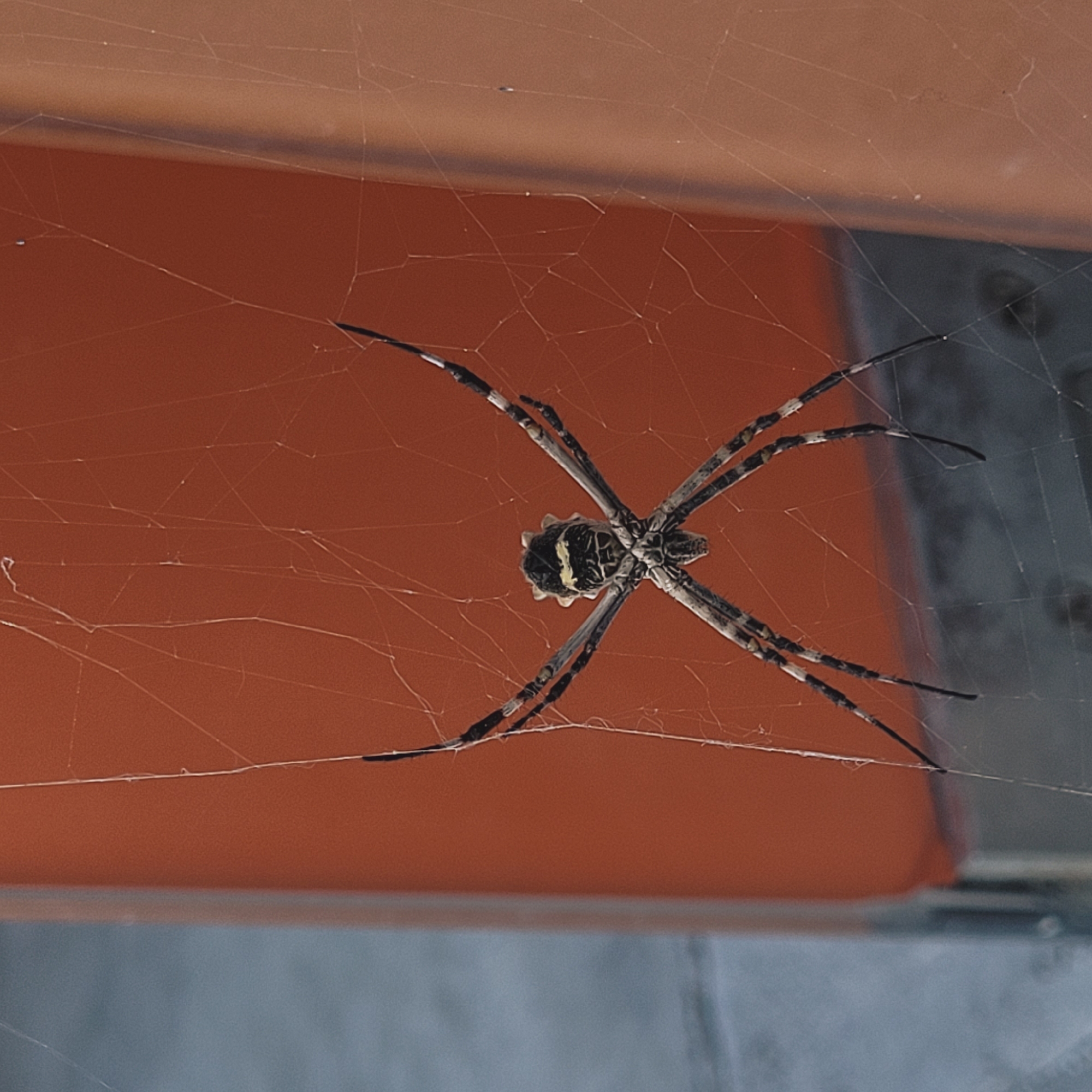 Orb-weaver spider spotted in web in Catamarca, Argentina