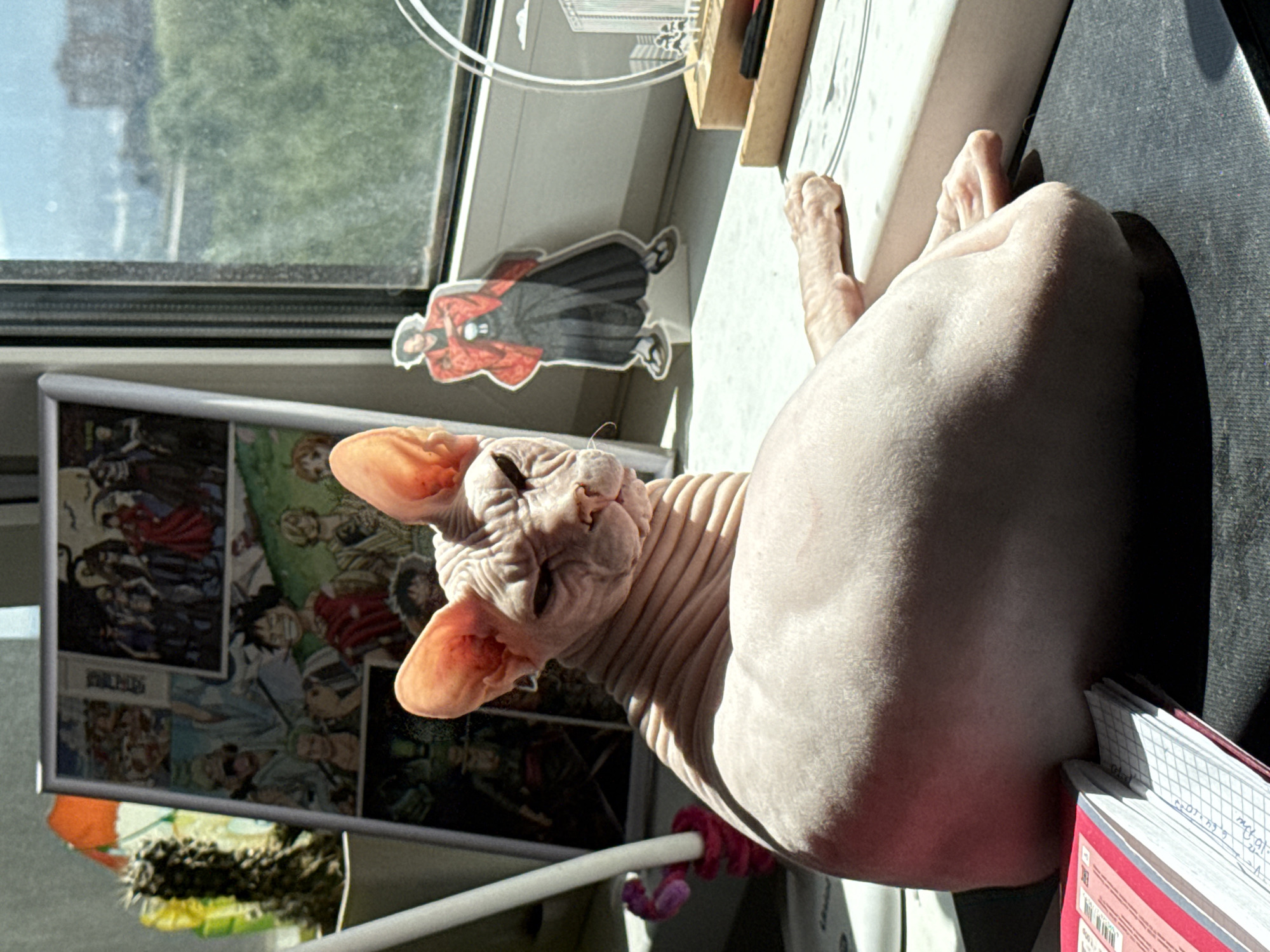 Sphynx cat soaks up sun on a Krasnoyarsk windowsill