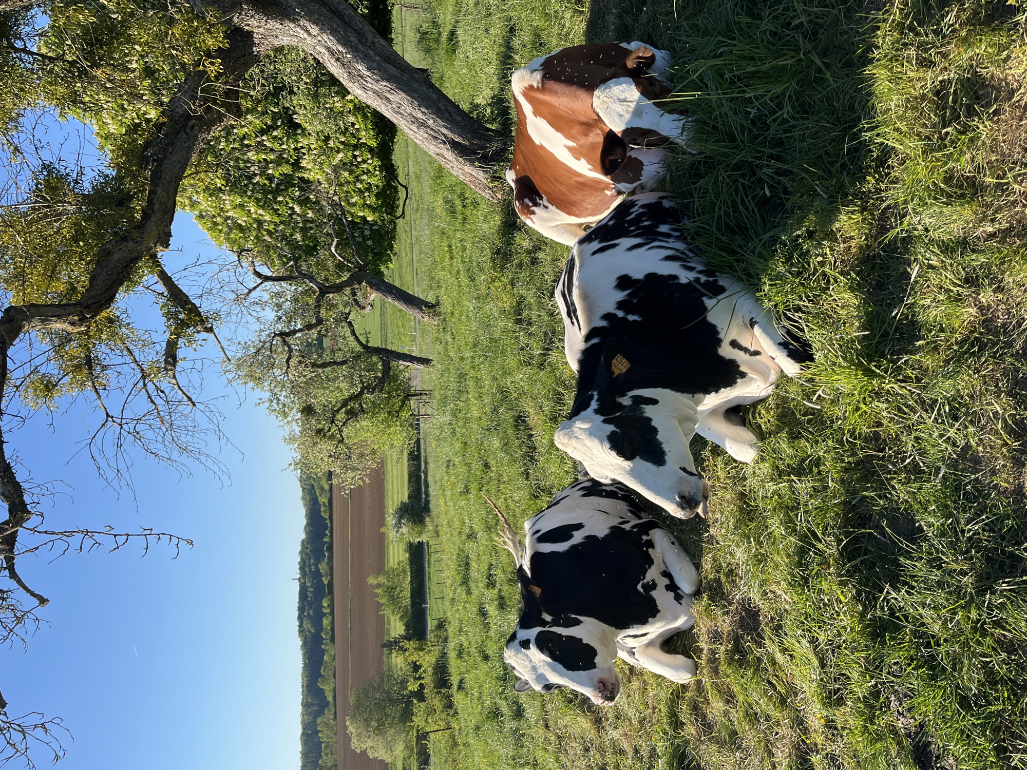 Cattle graze peacefully in Luxembourg pastures as aircraft passes overhead
