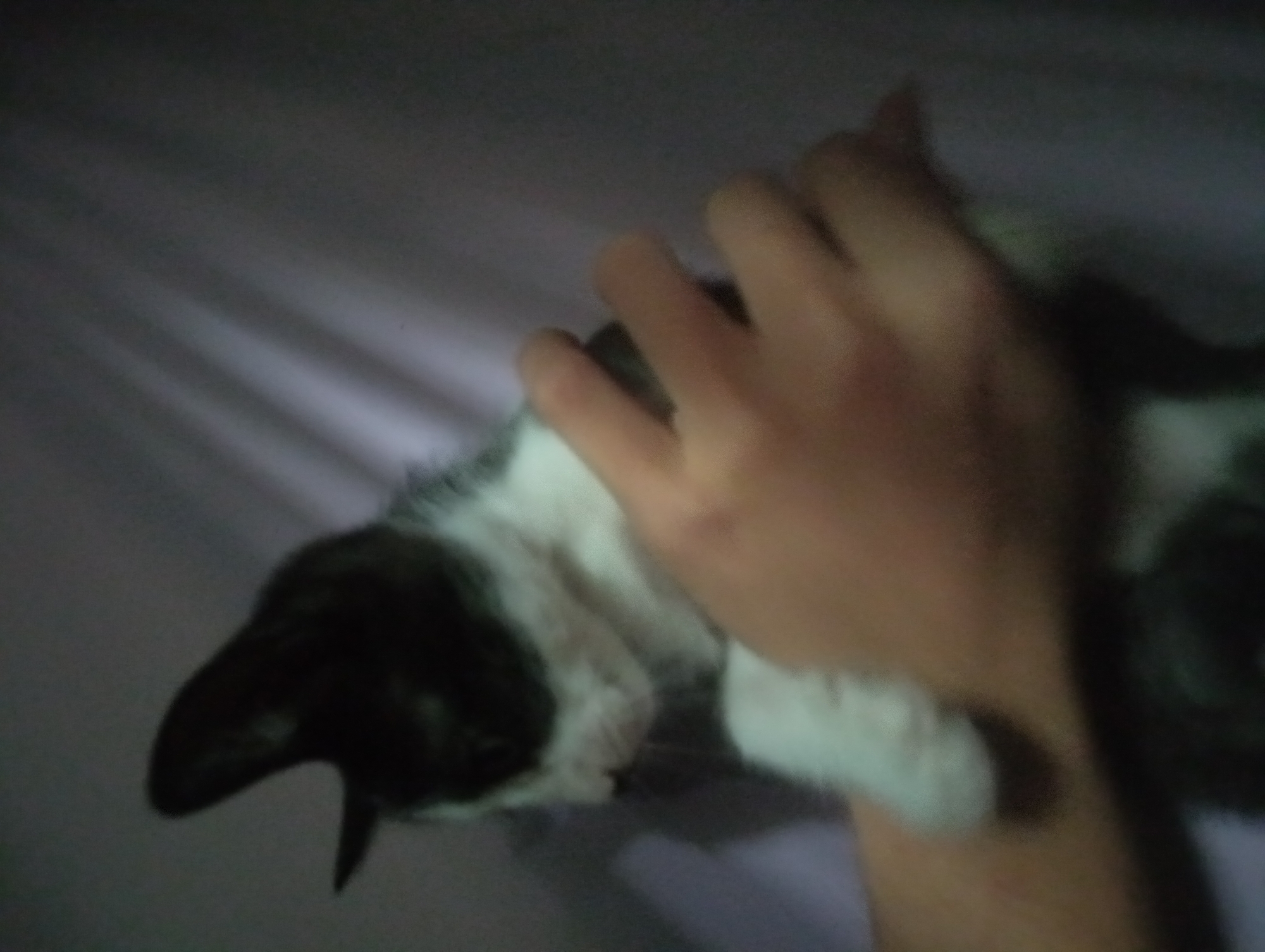 Quiet evening moments with kitten documented in El Tirano