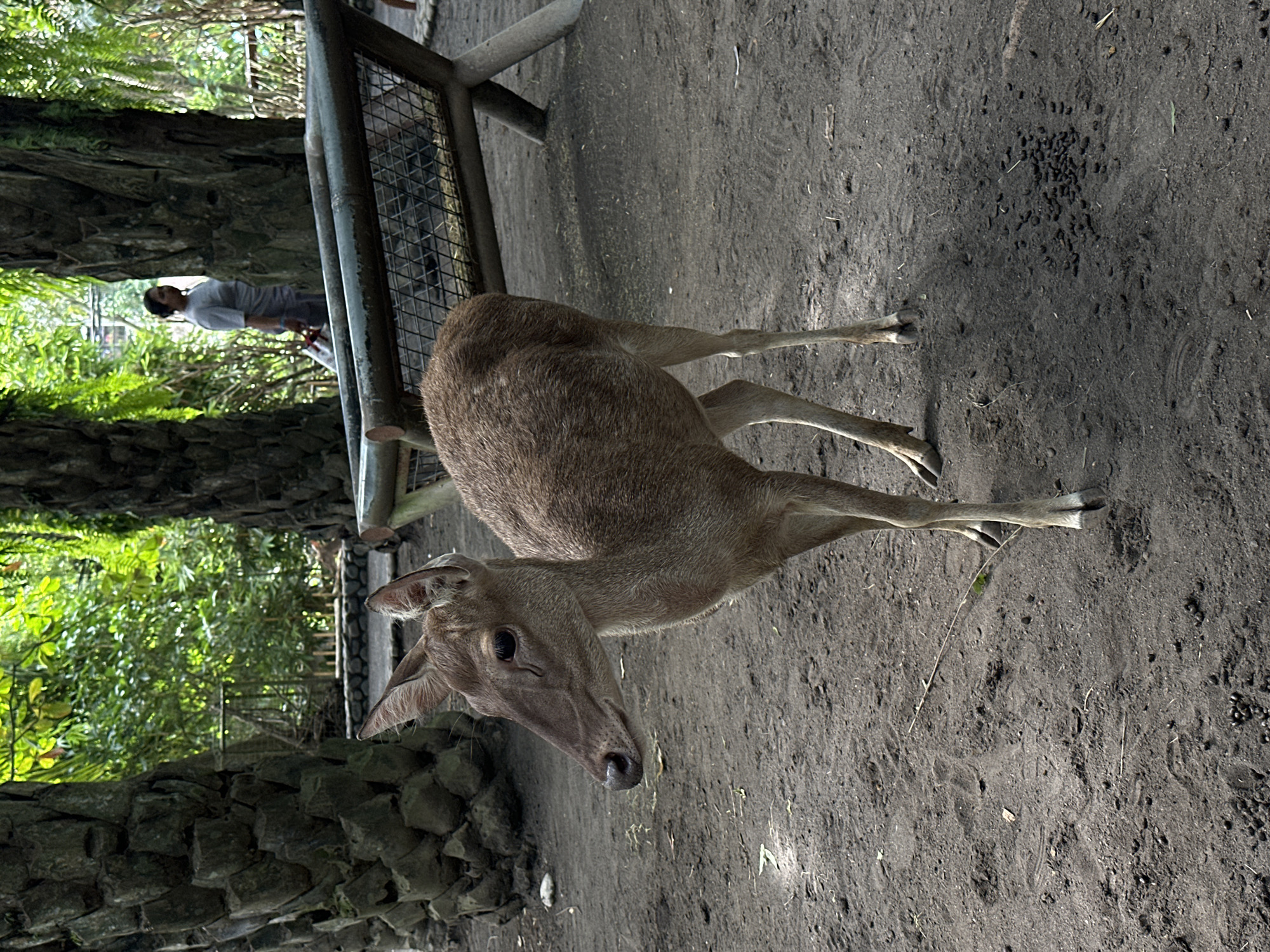 Families observe deer at Bali Zoo in early morning visit